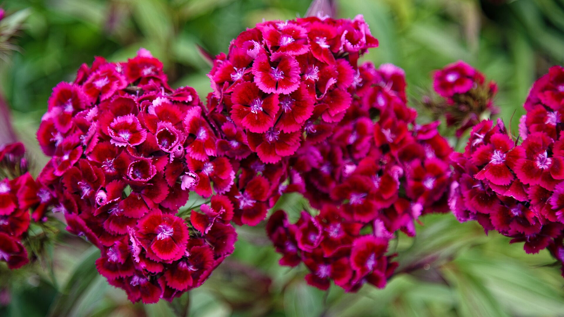 dianthus in a raised bed