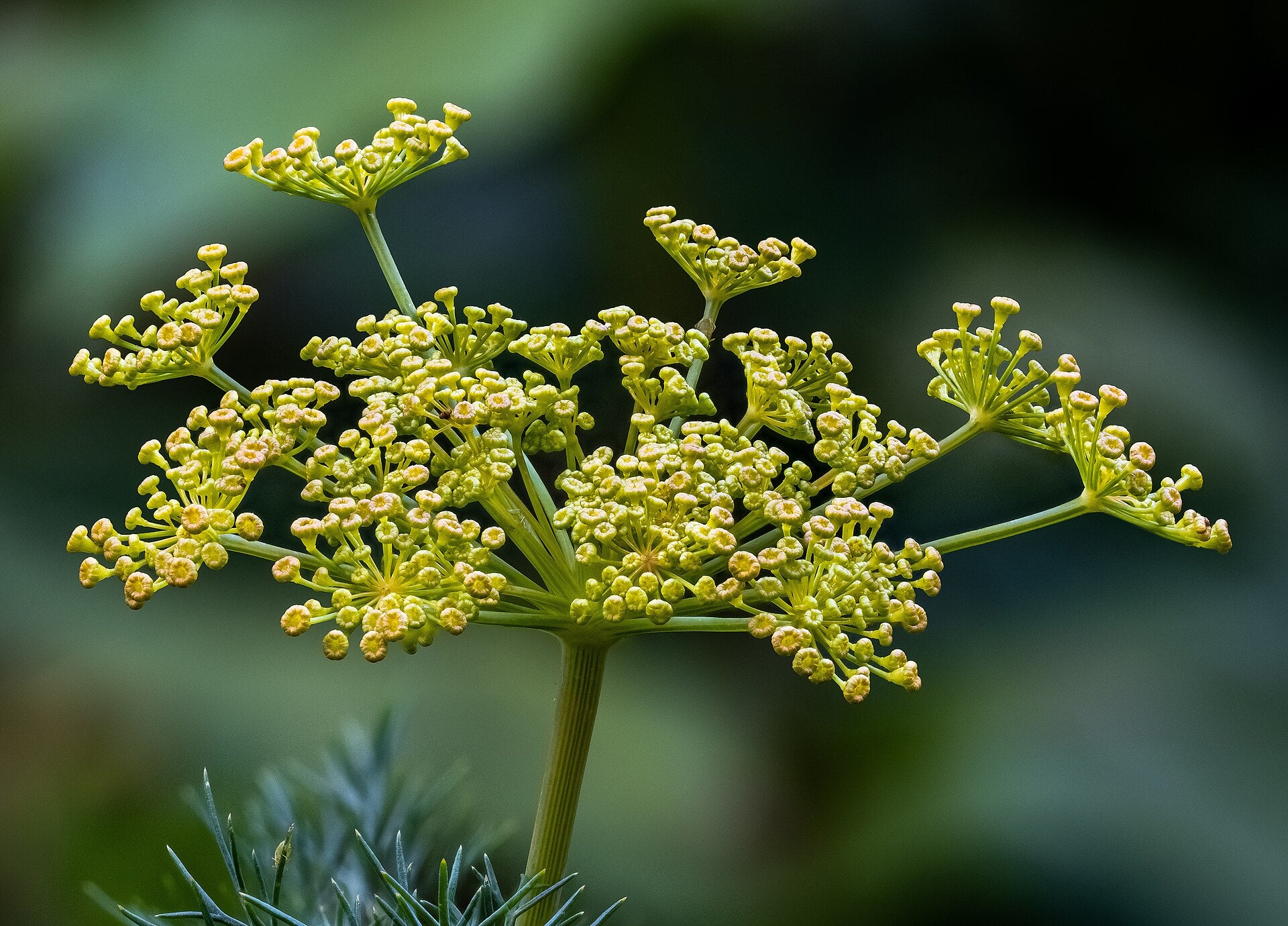 dill in a raised bed