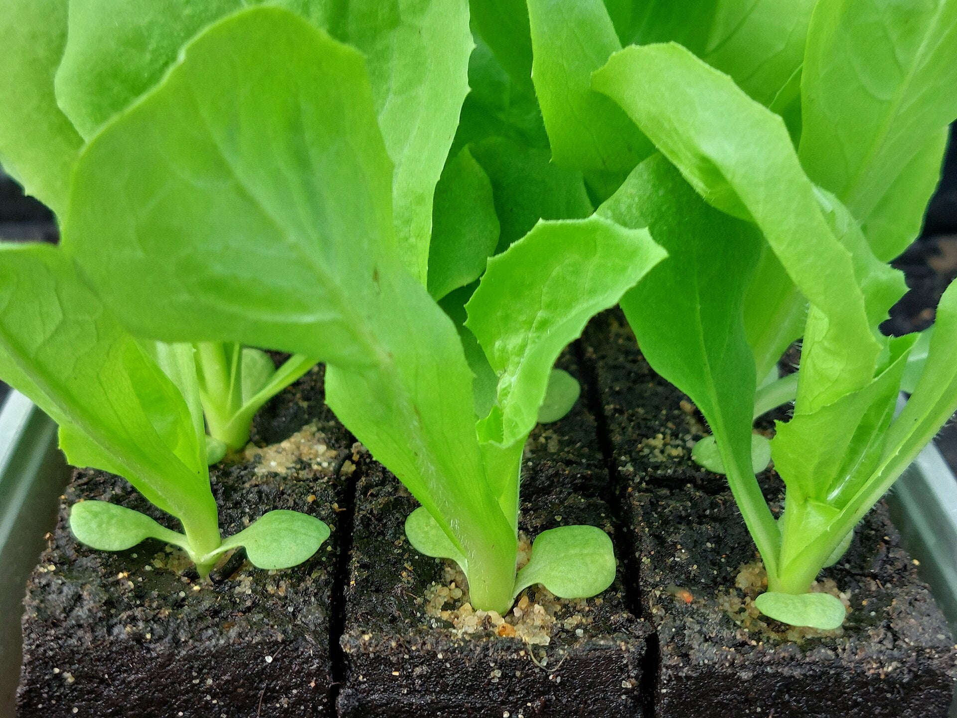 endive in a raised bed