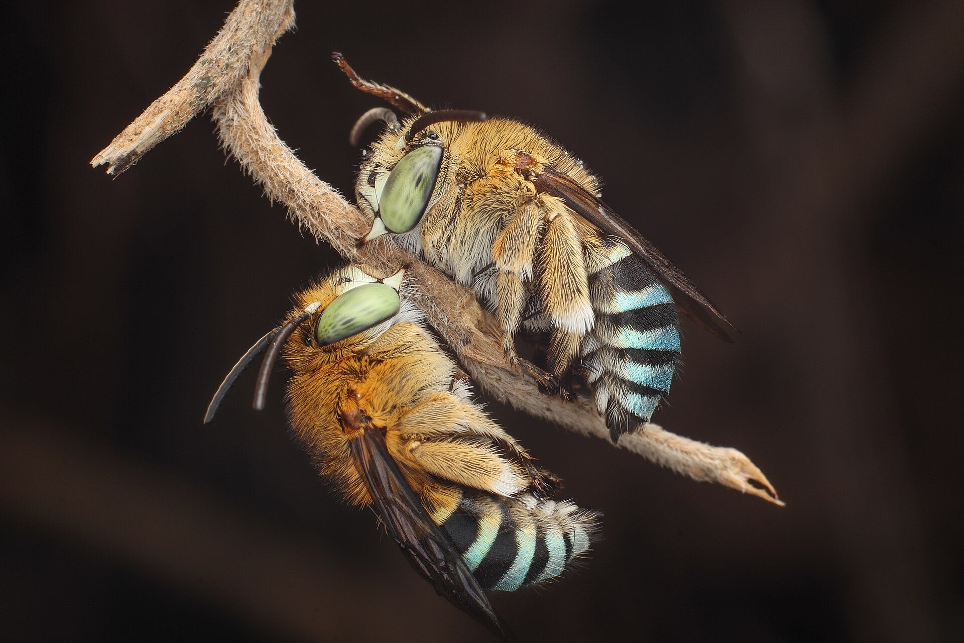 Bees and pollinators