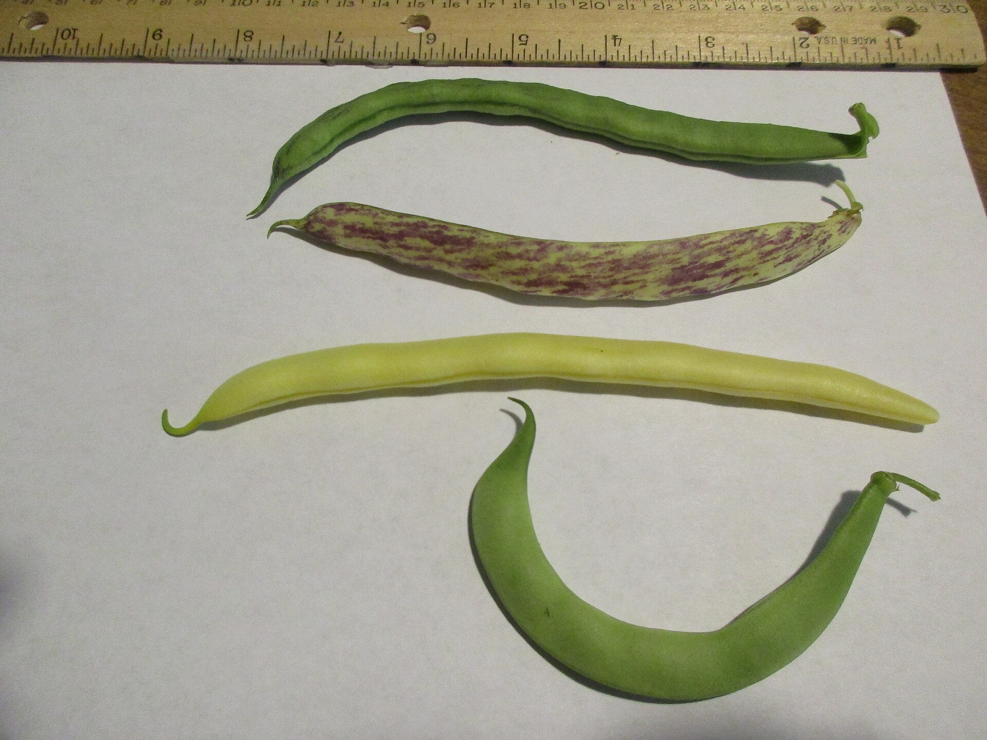 beans in a raised bed