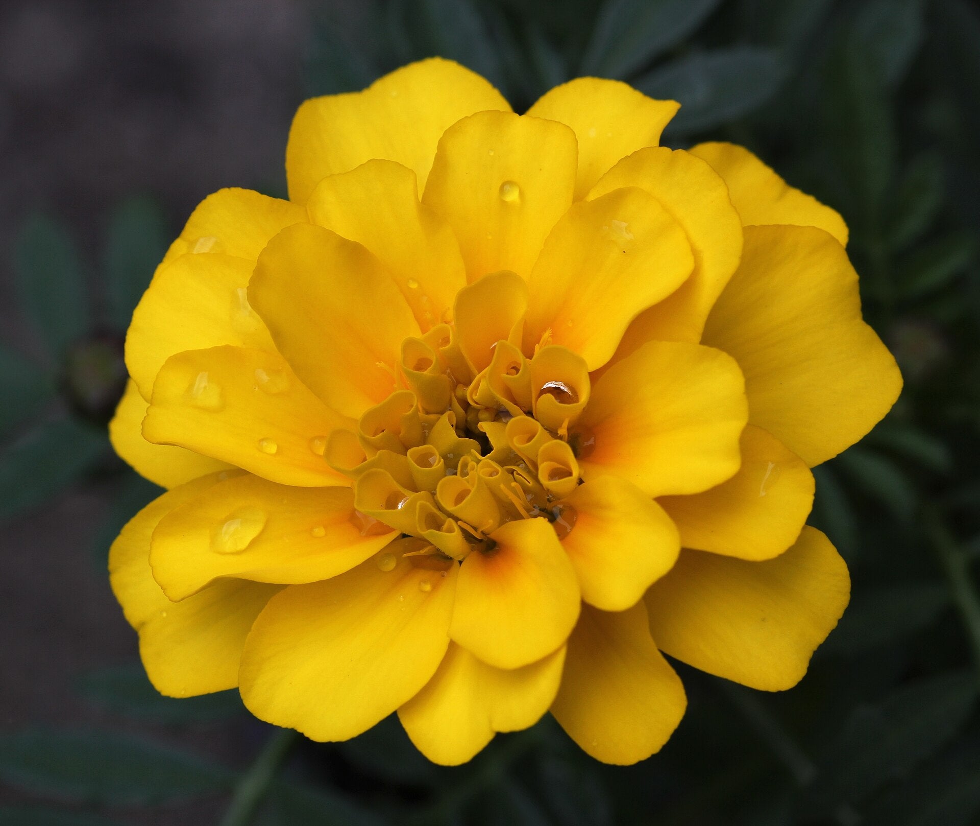 French marigolds in a raised bed