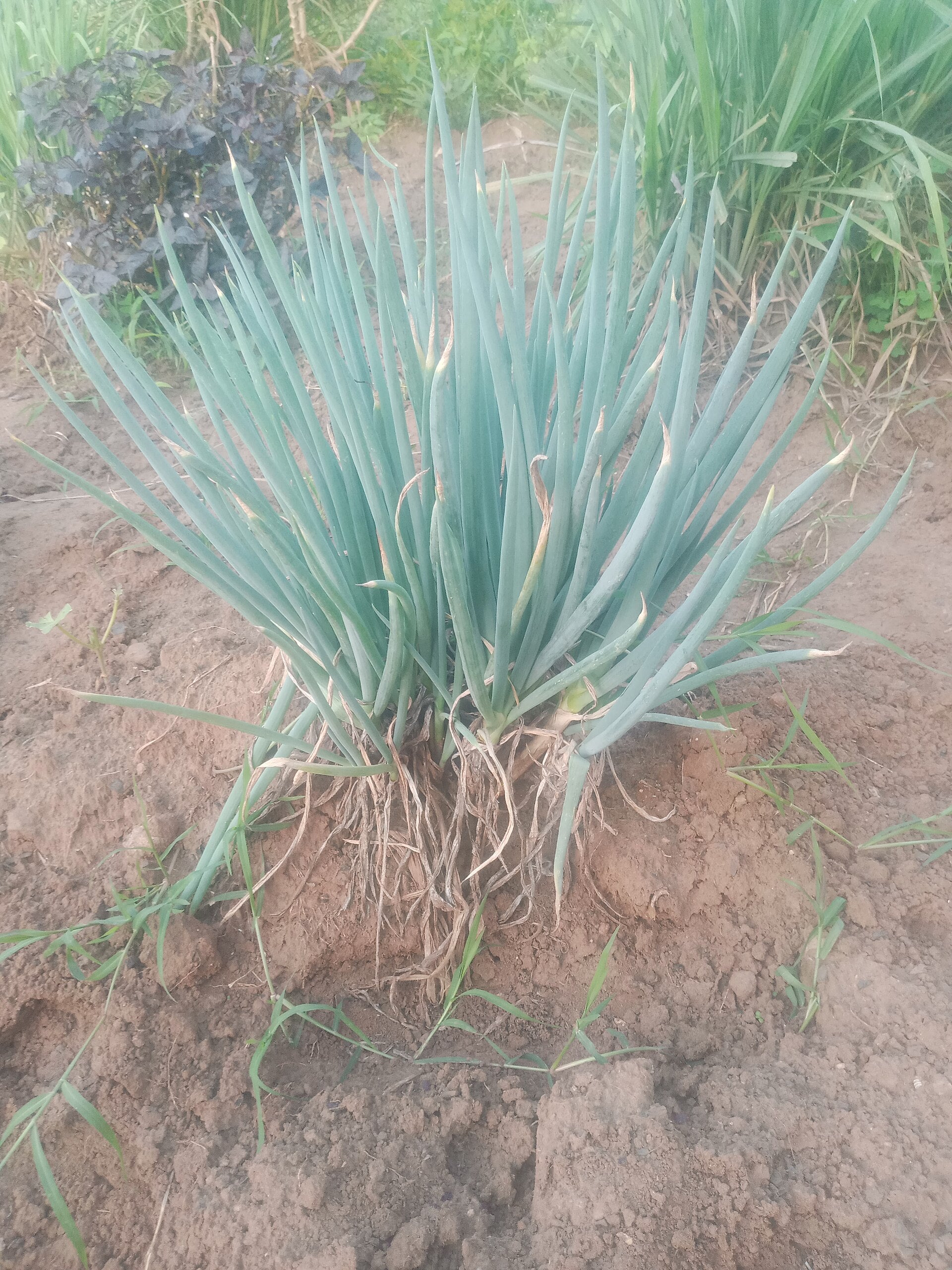 spring onions in a raised bed