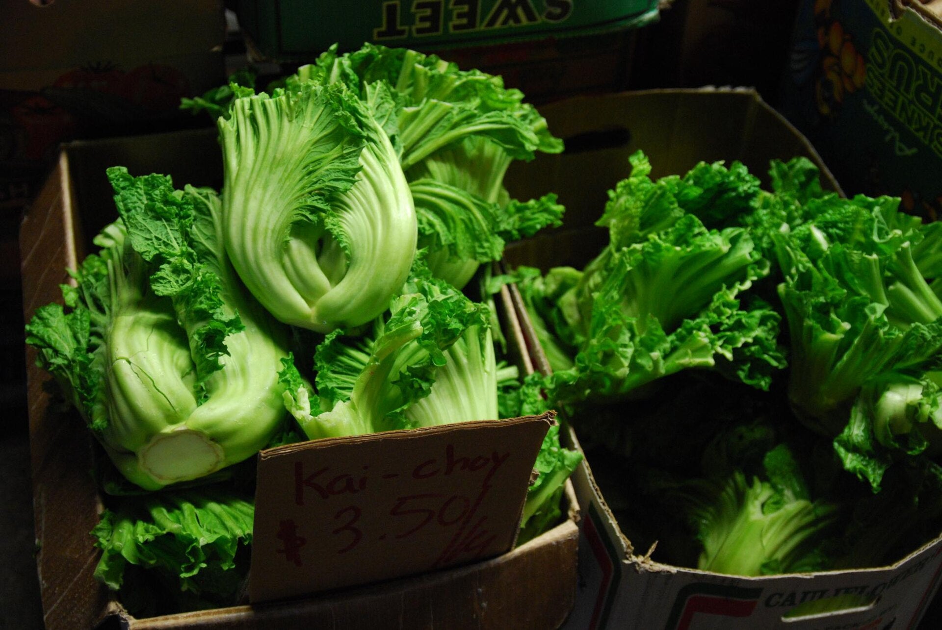 mustard greens in a raised bed