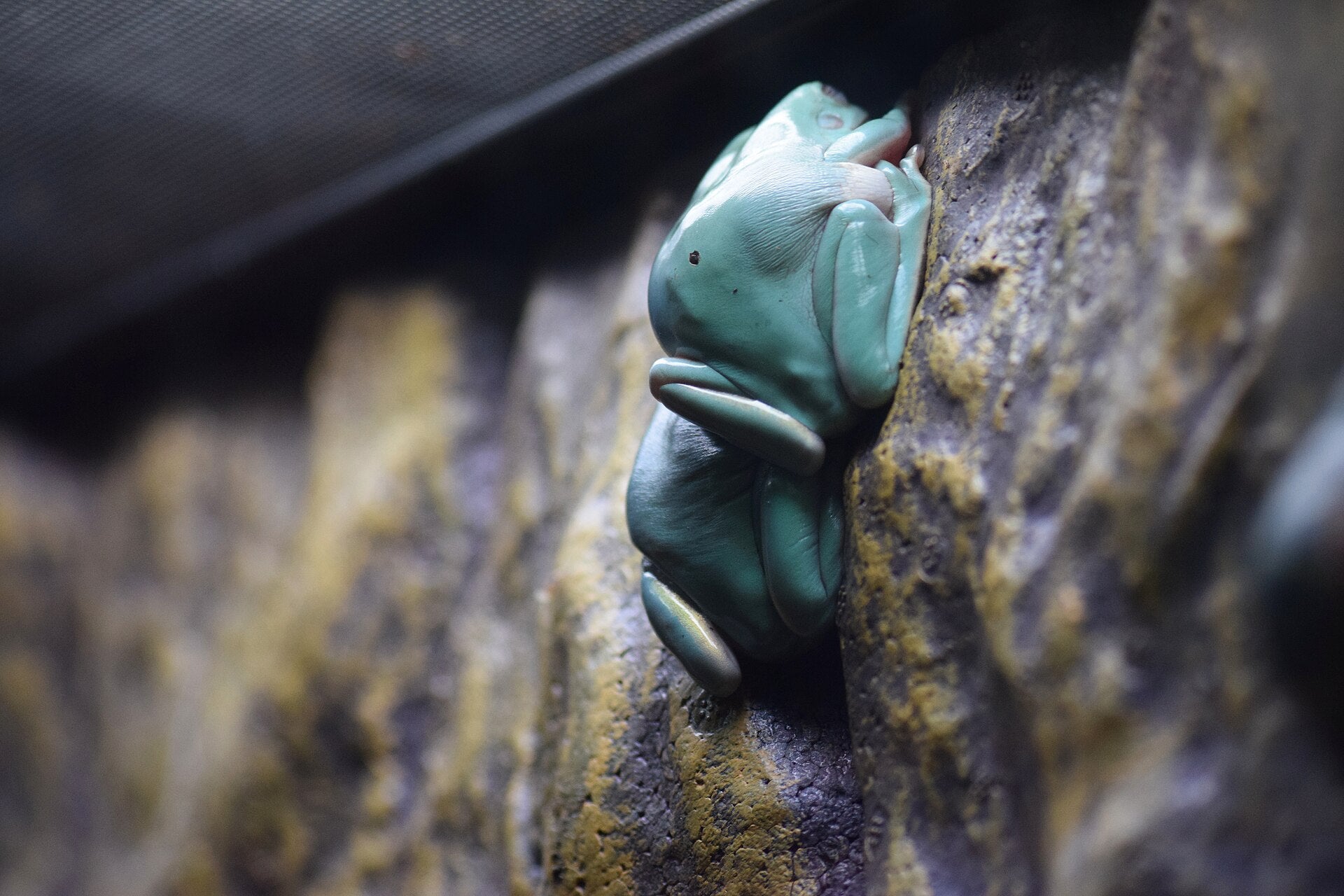 Frogs
