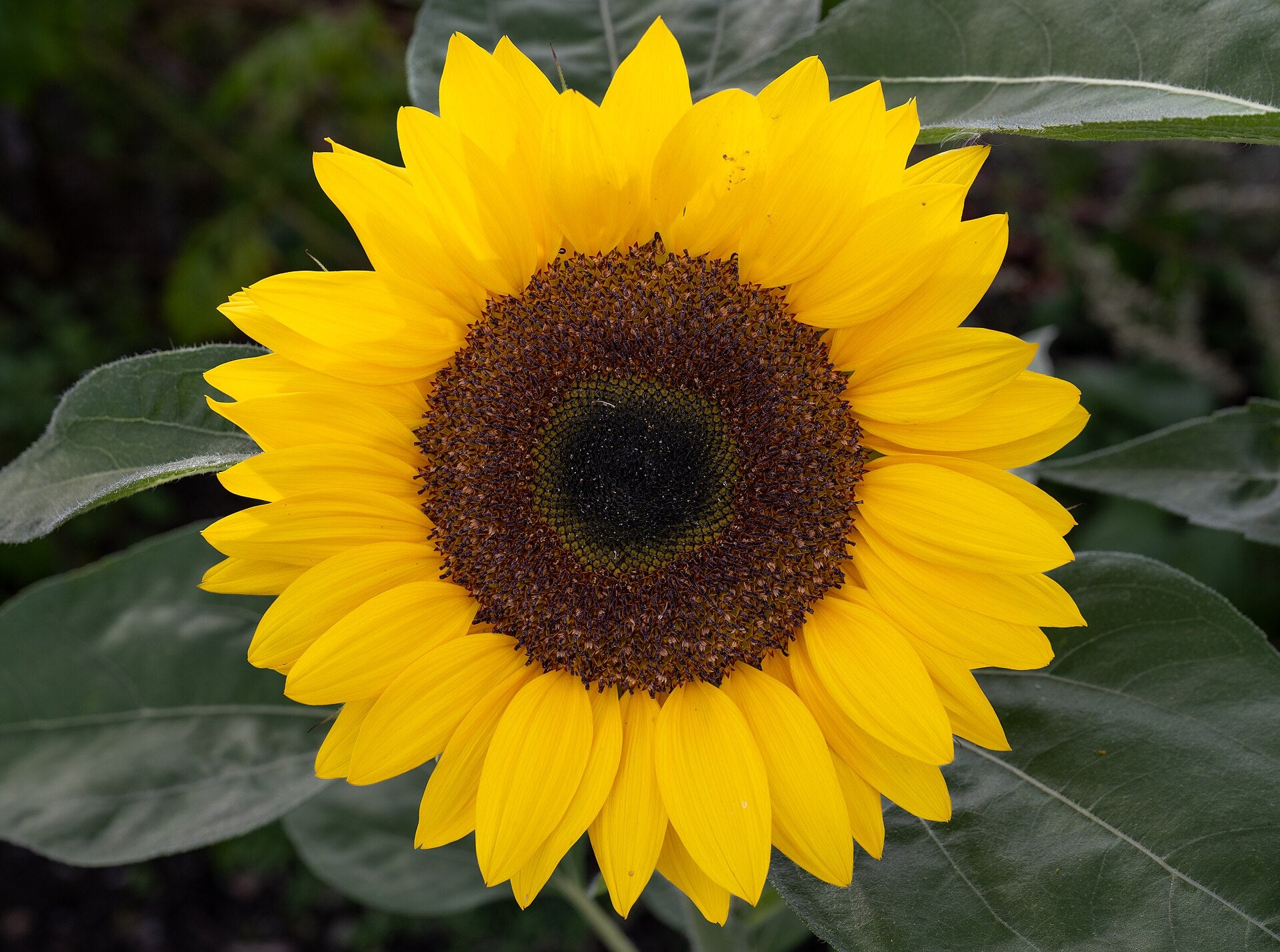 sunflowers in a raised bed