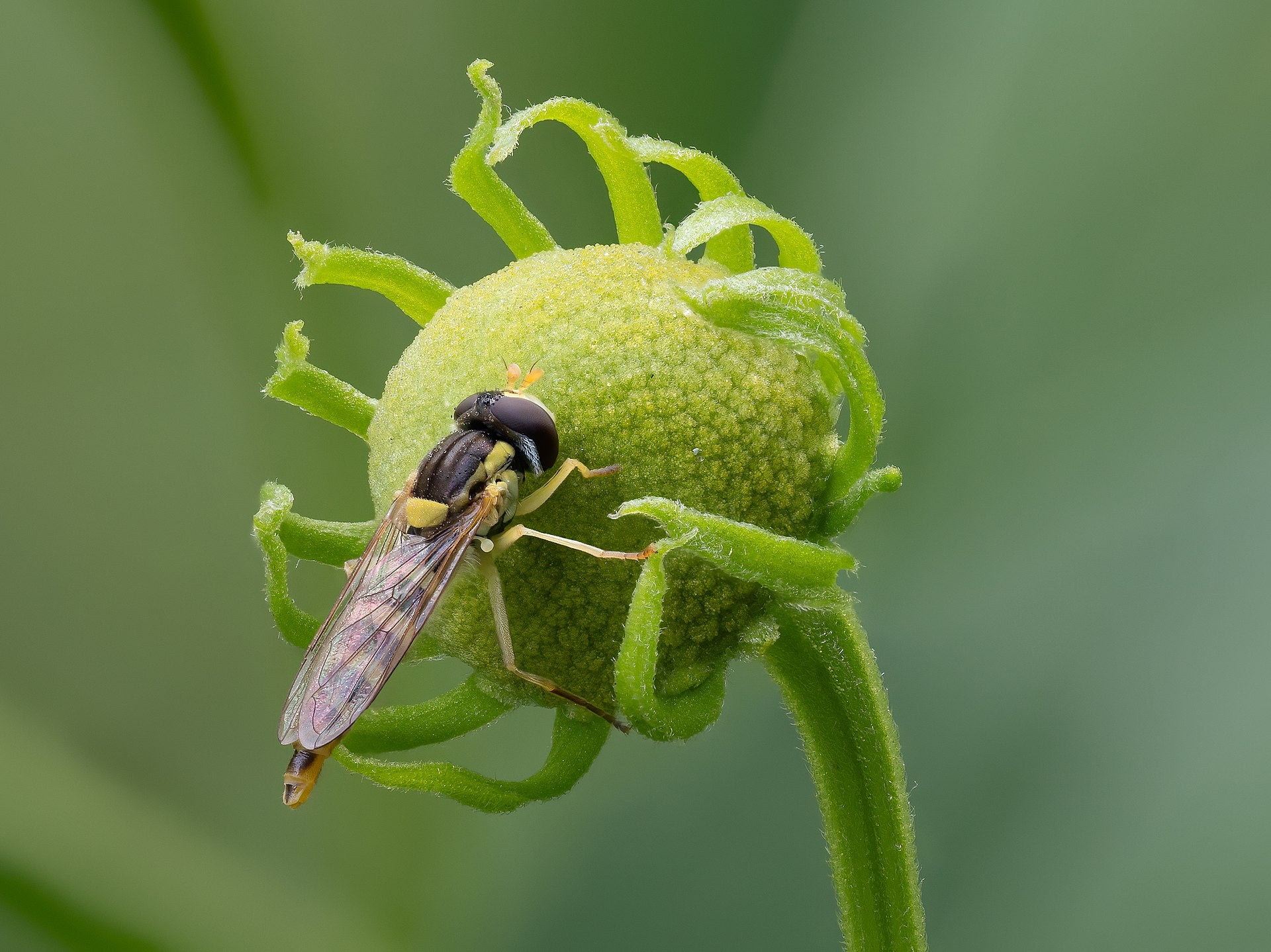 Hoverflies