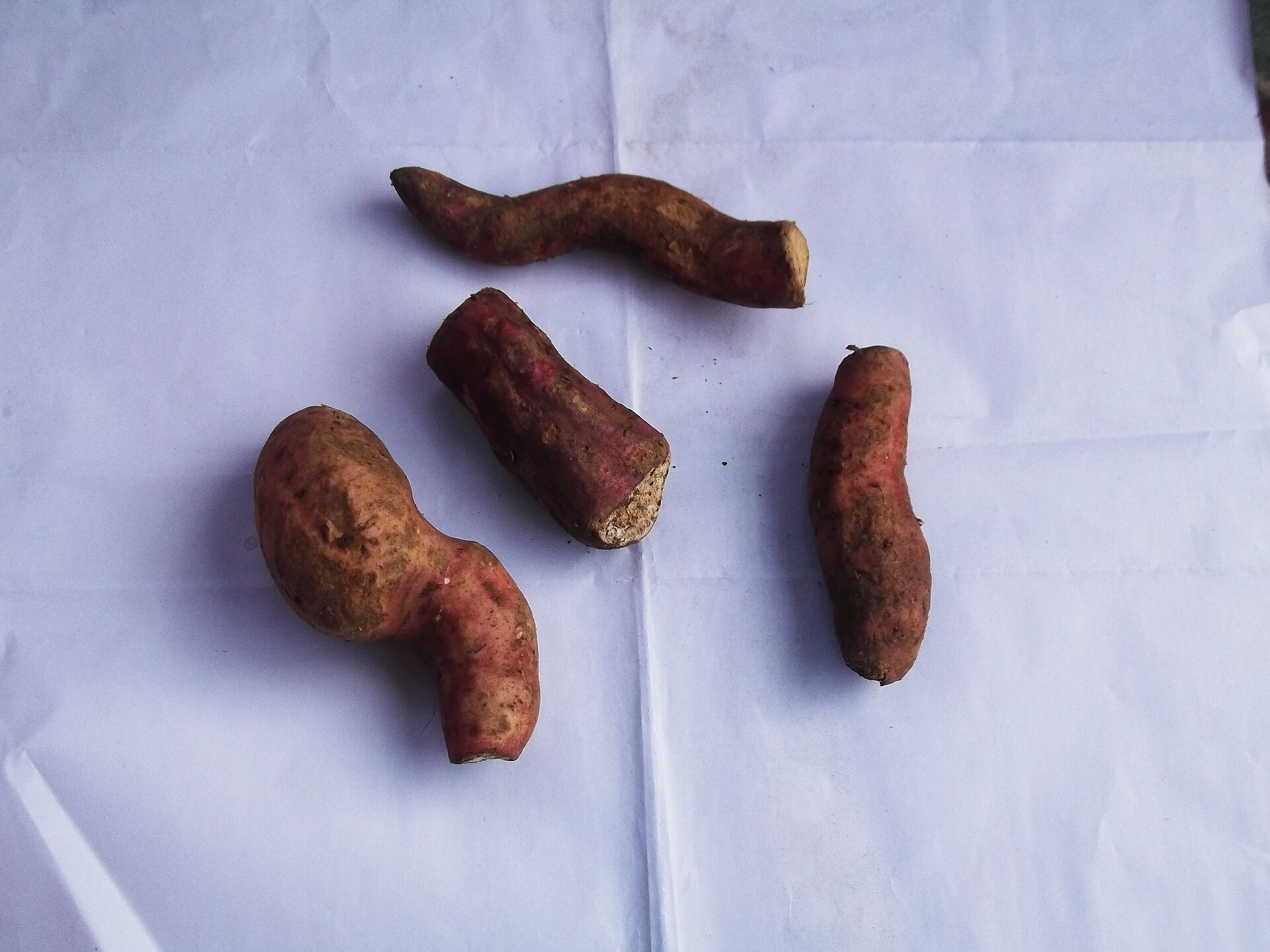 sweet potato in a raised bed