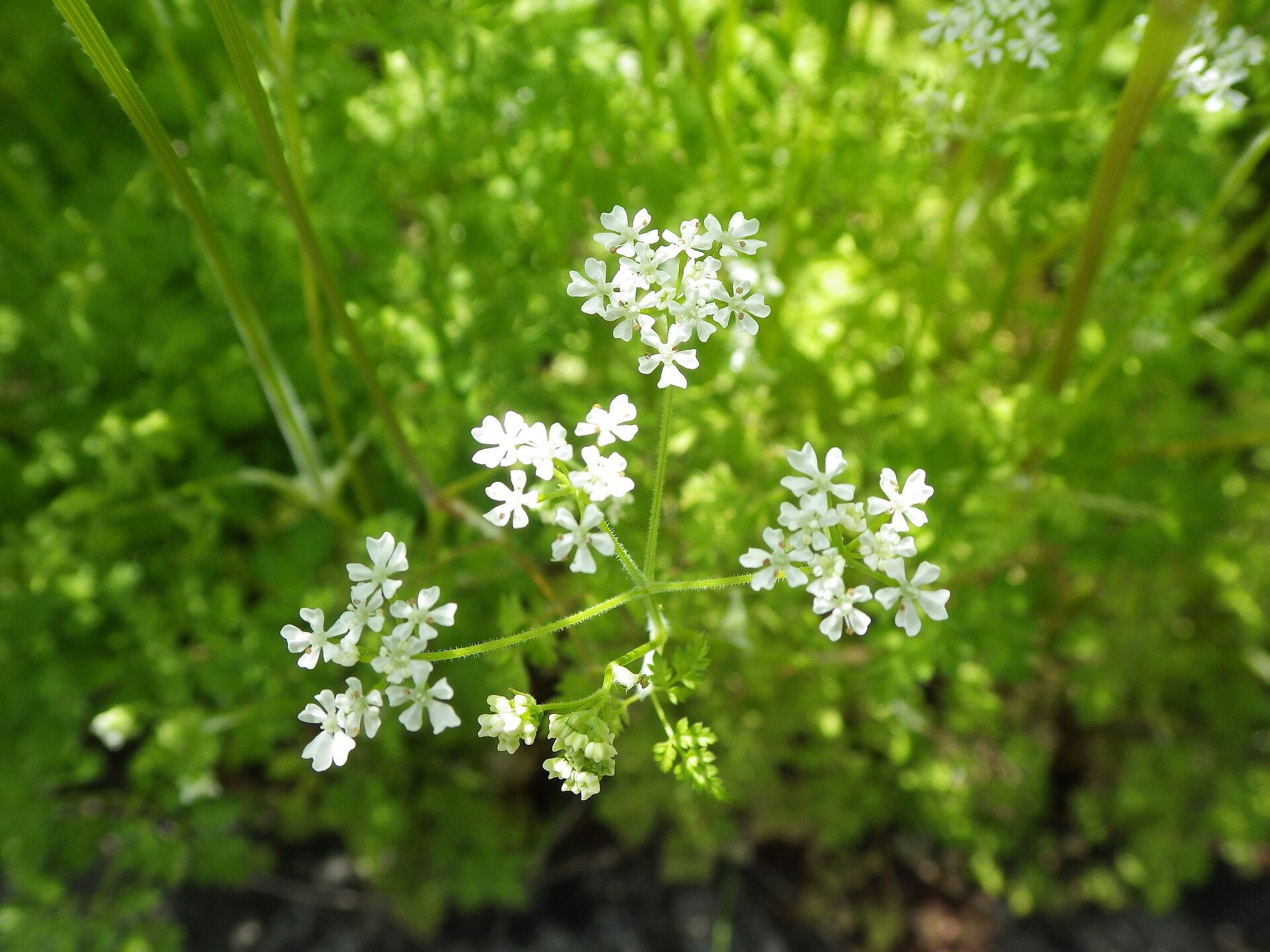 chervil in a raised bed