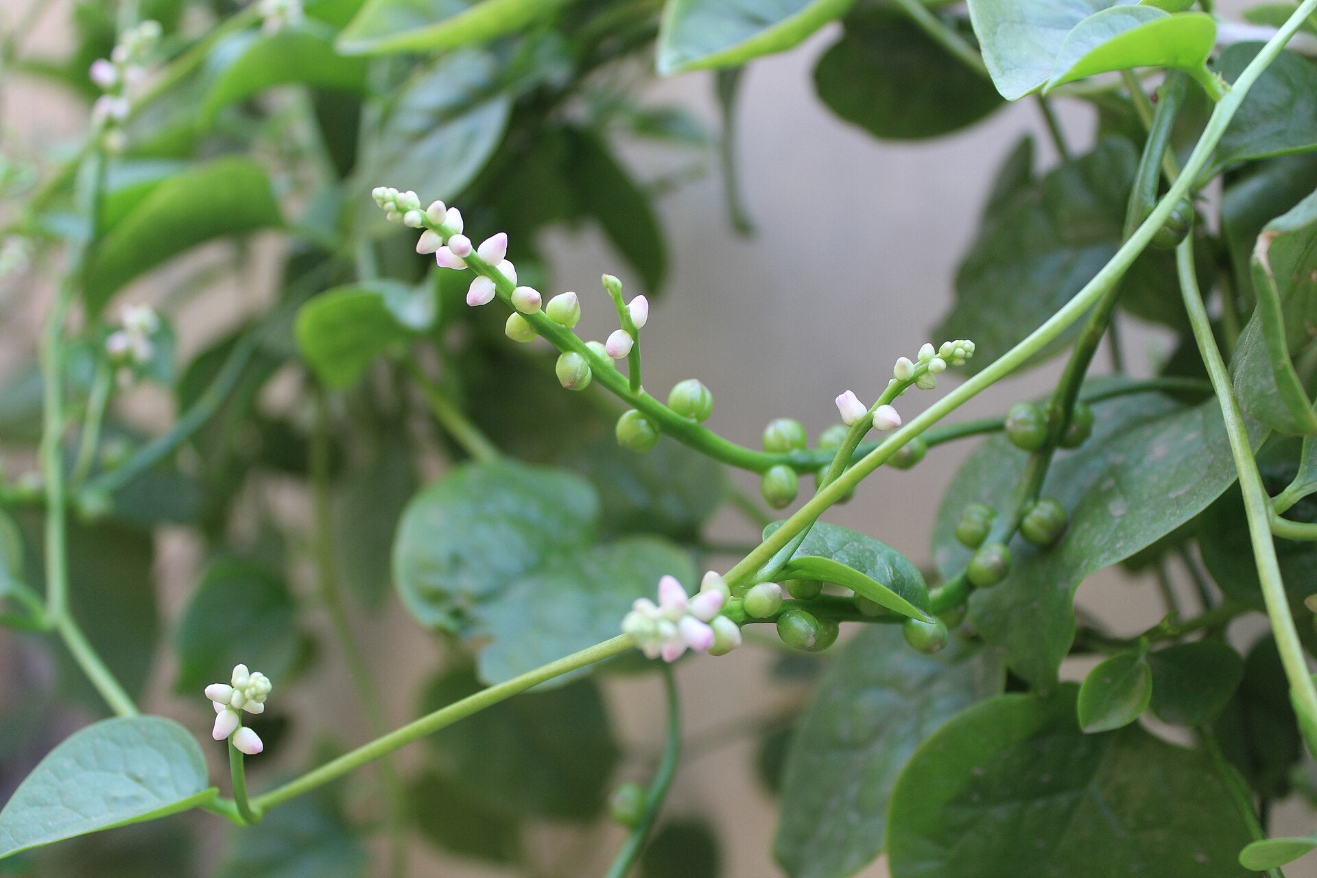 Malabar spinach in a raised bed