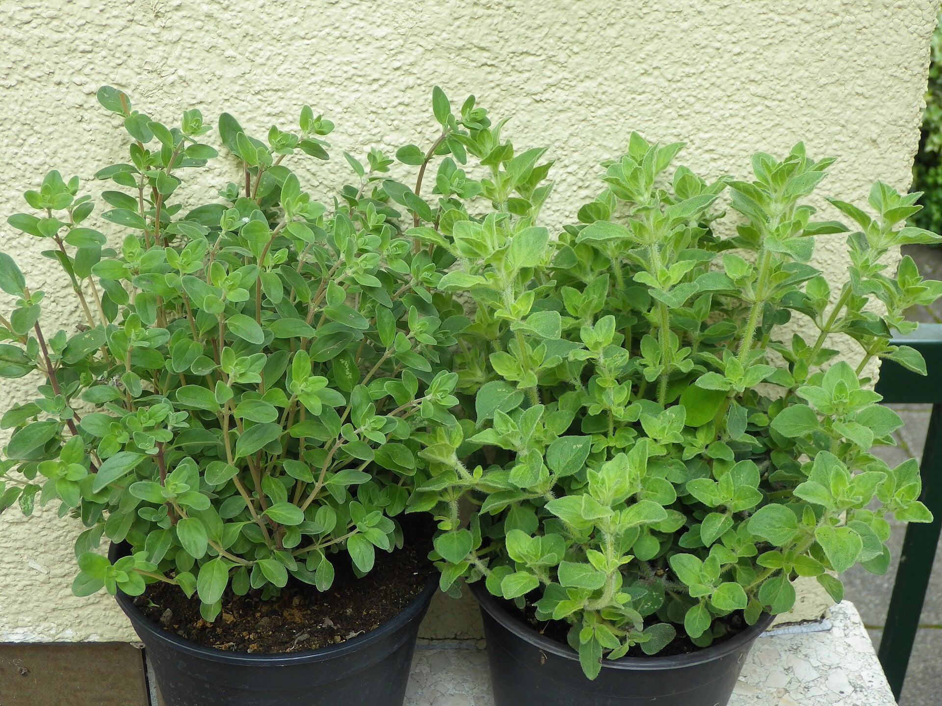 marjoram in a raised bed
