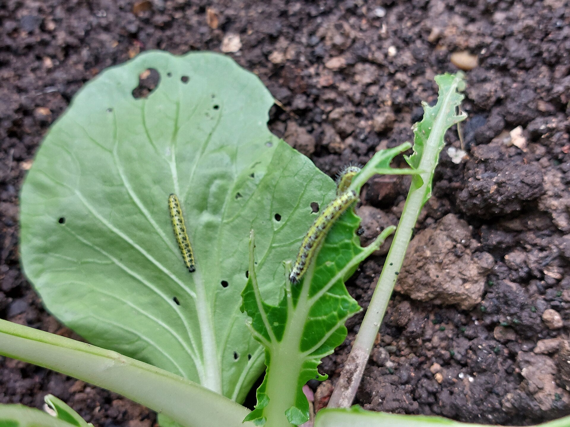 pak choy in a raised bed