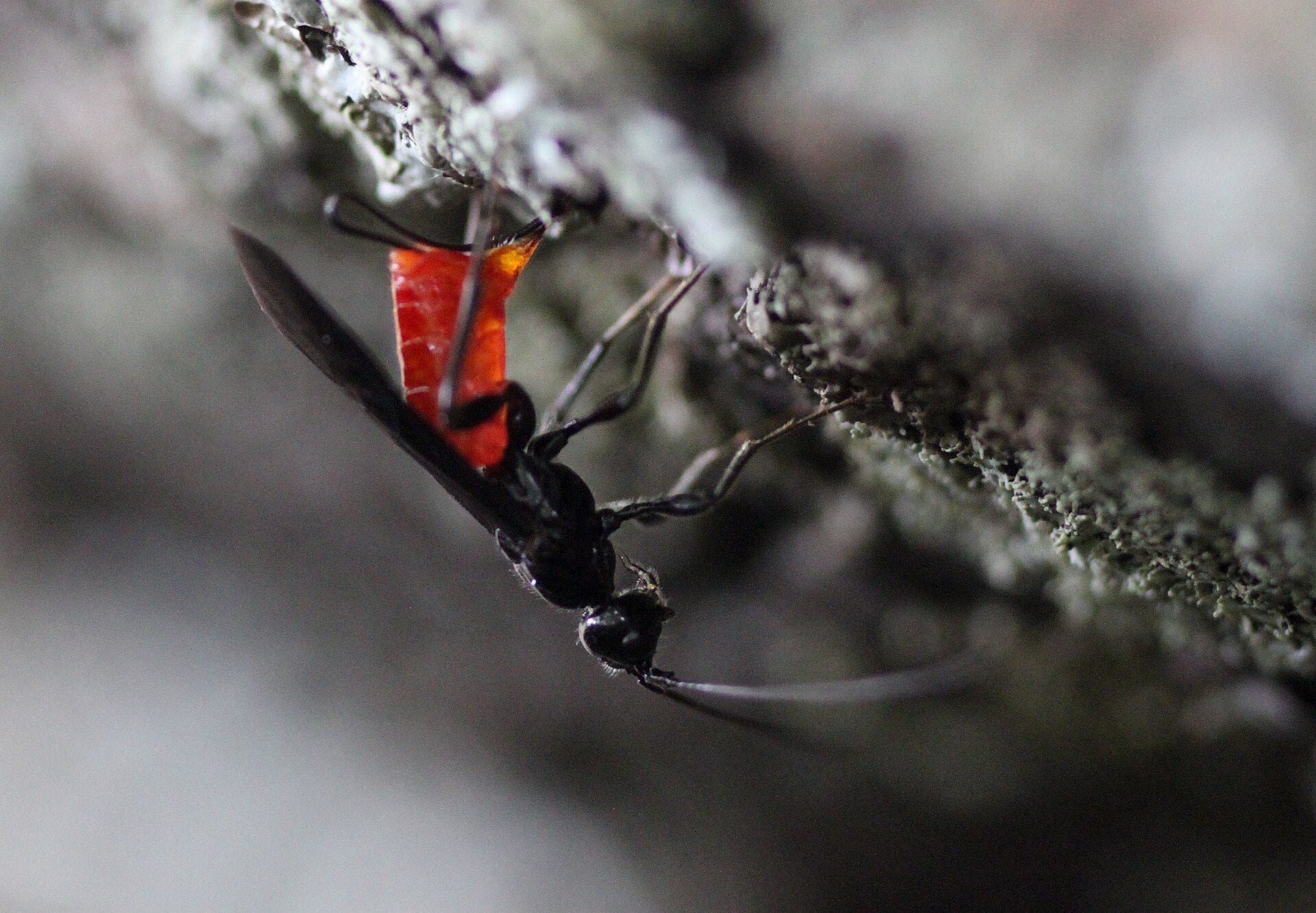 Parasitic wasps