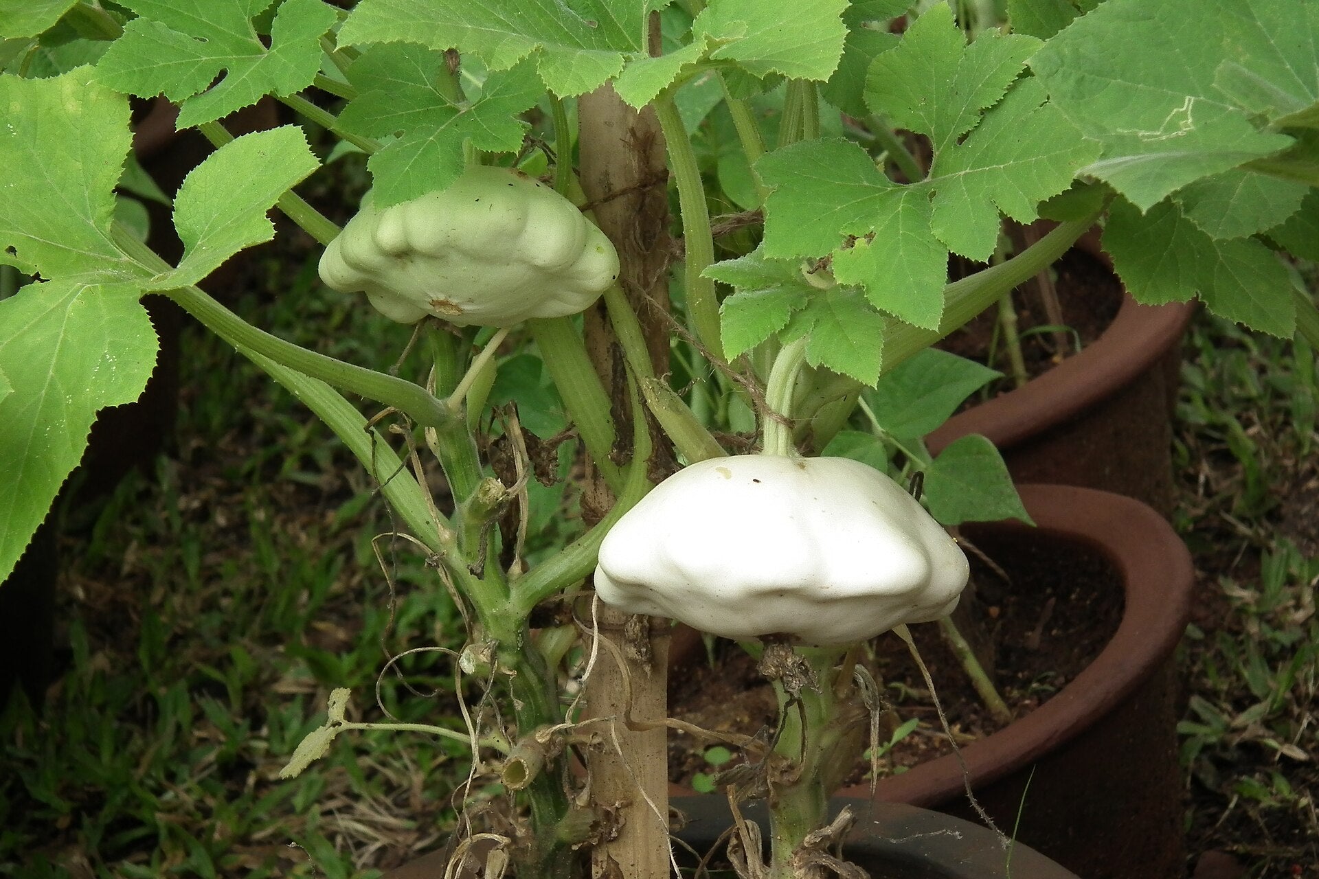 button squash in a raised bed
