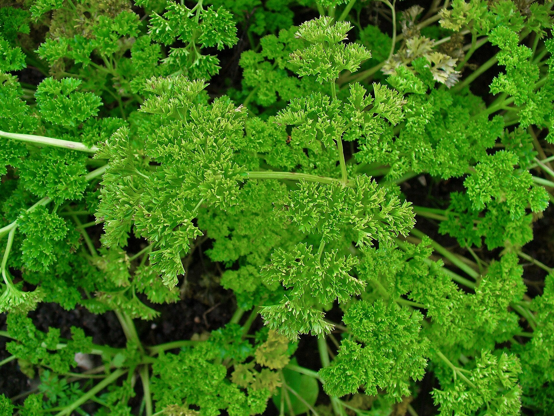 parsley in a raised bed