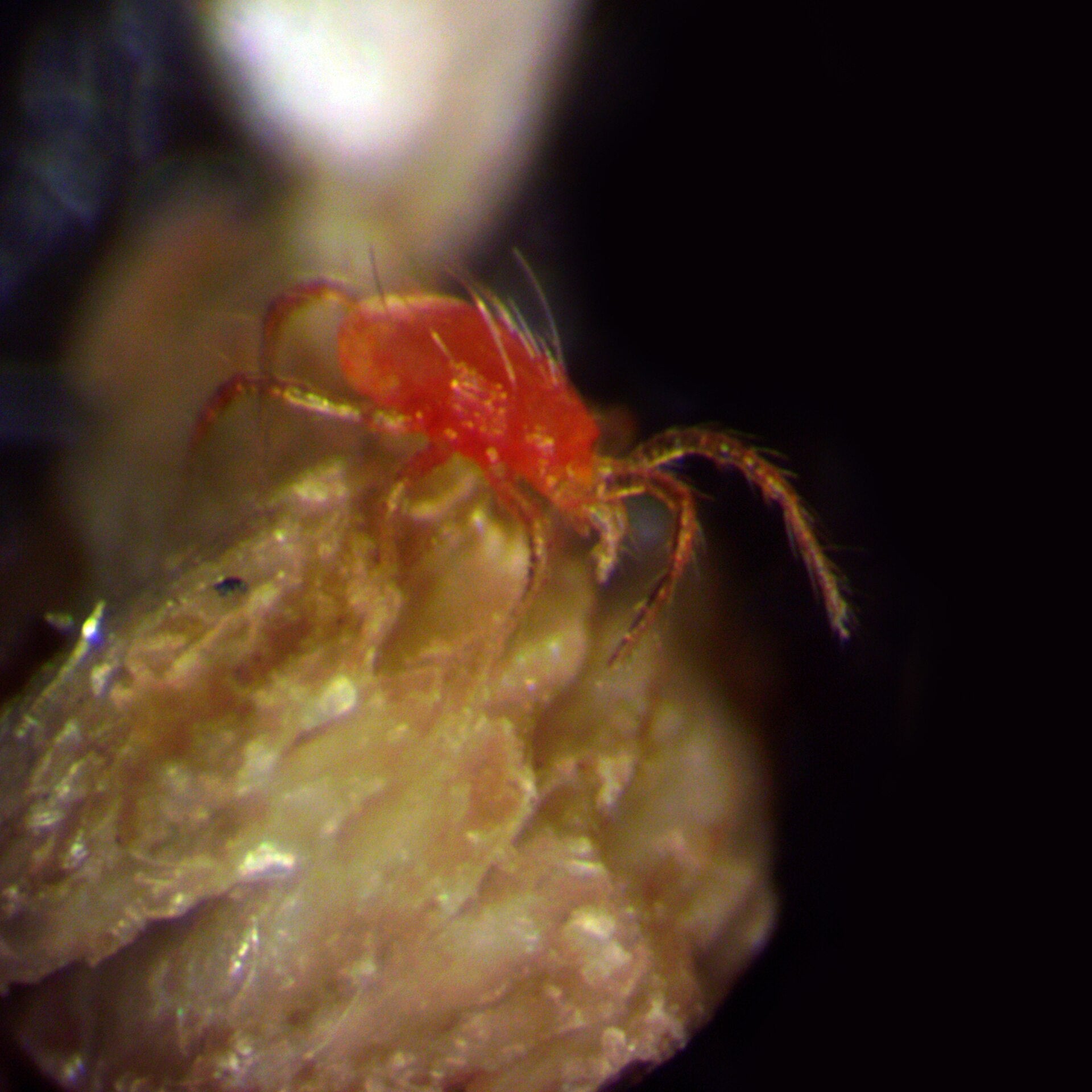 Predatory mites
