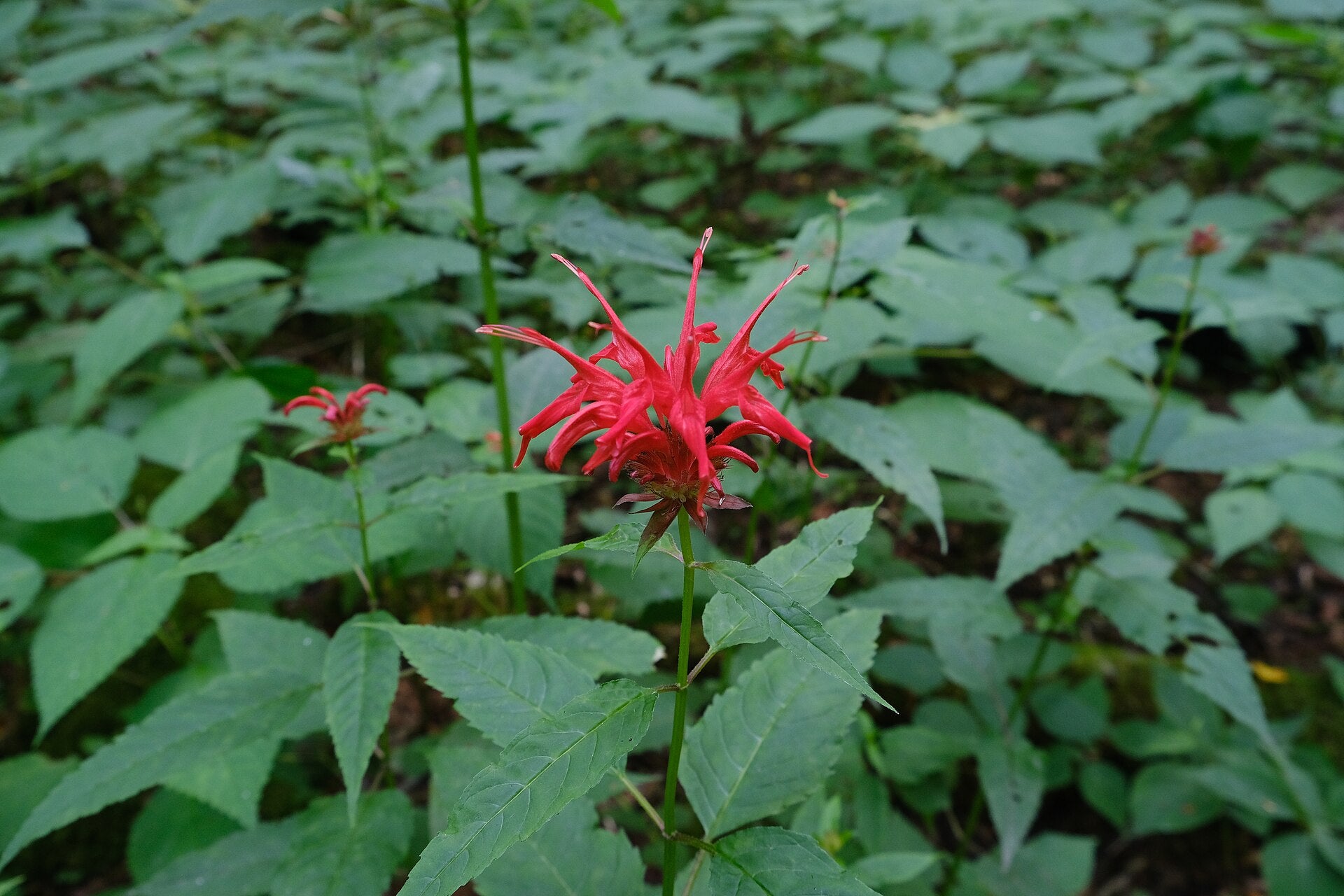 bee balm in a raised bed