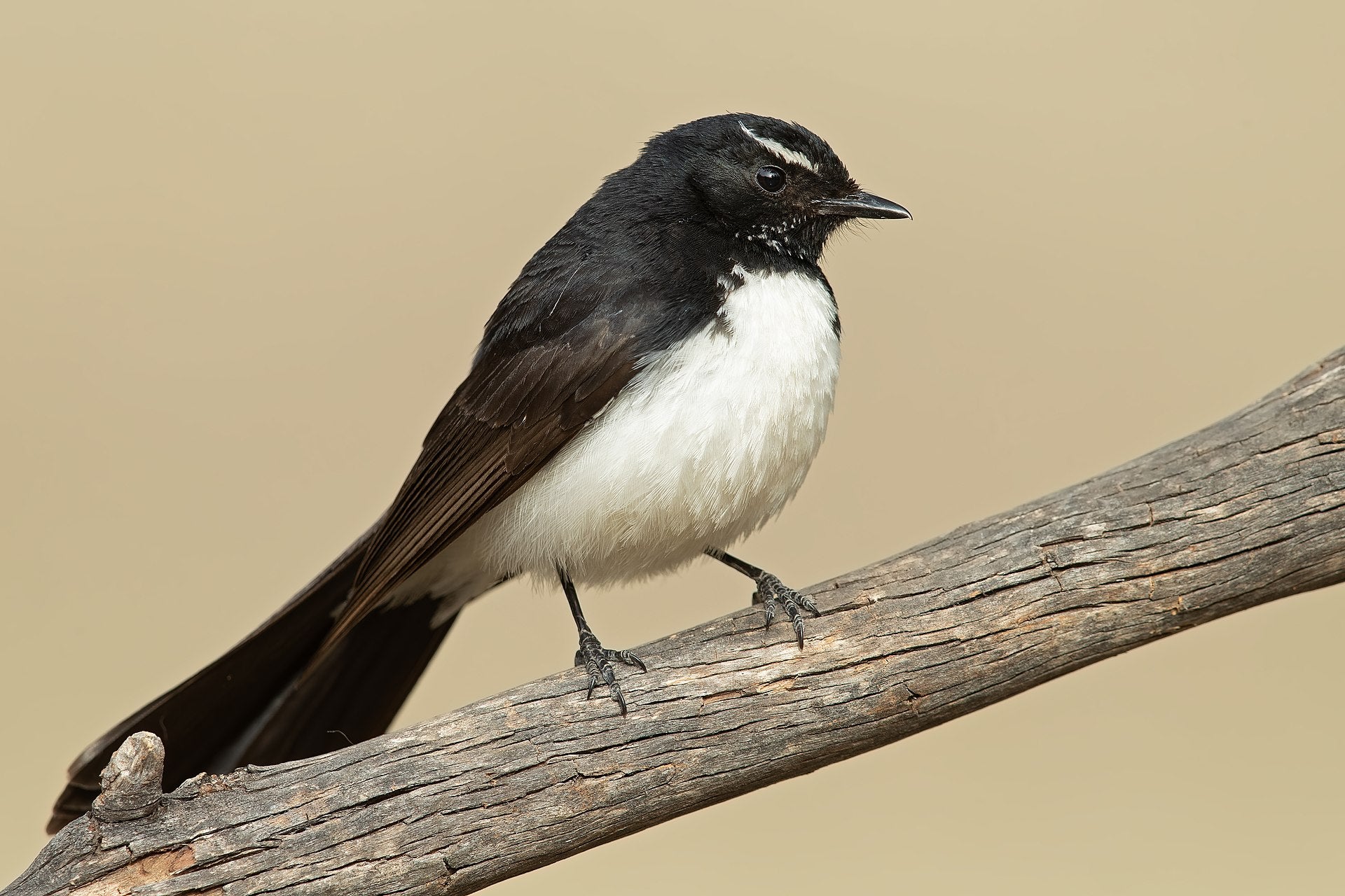 Insect-eating birds