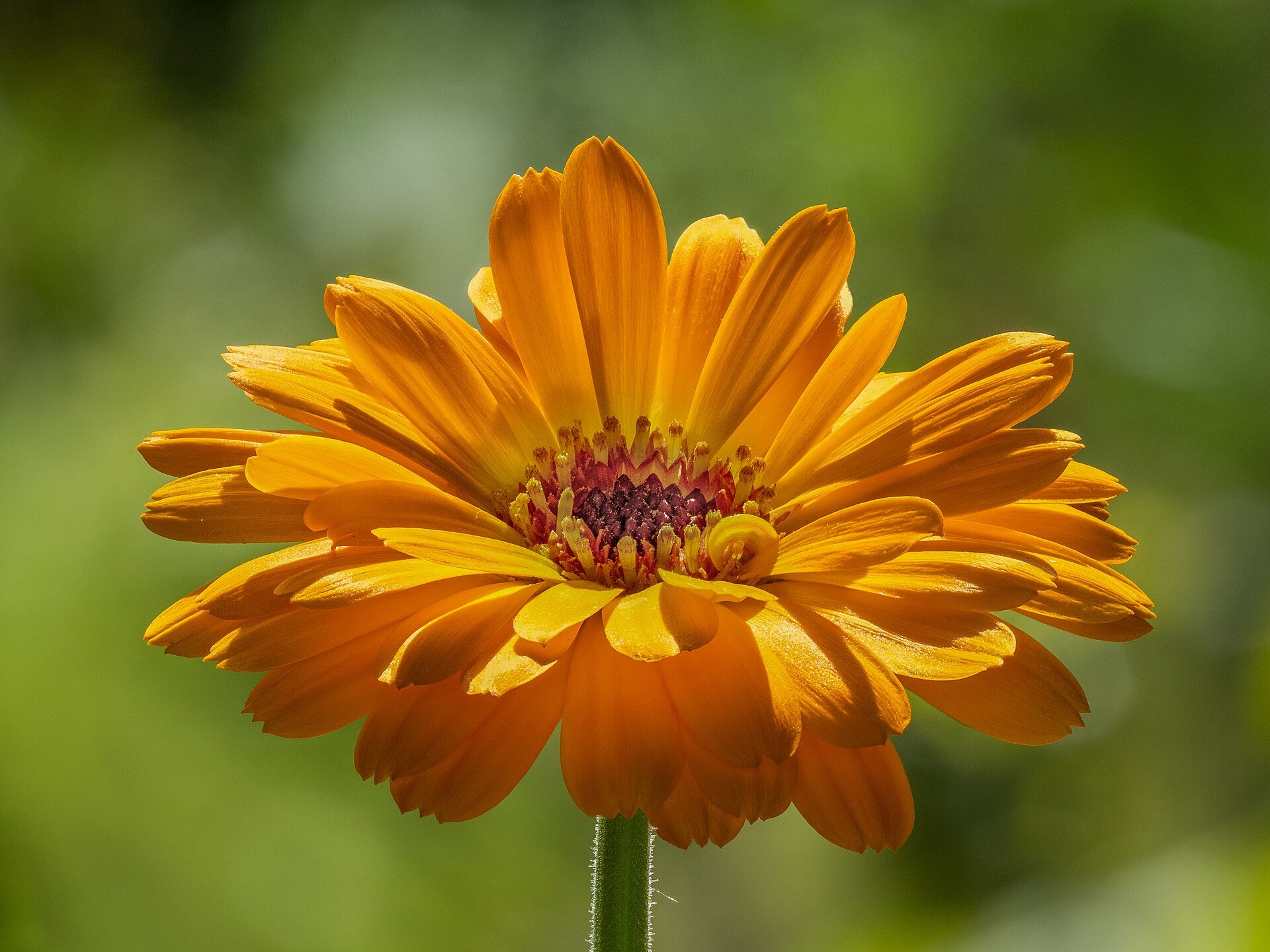 calendula in a raised bed