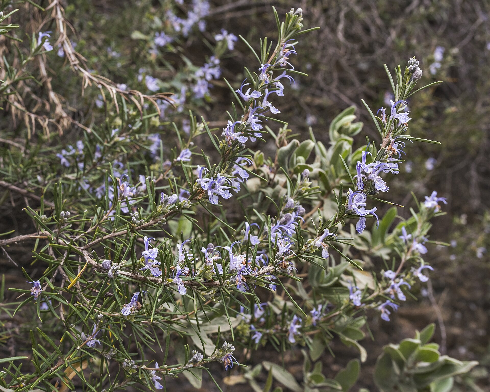 rosemary in a raised bed