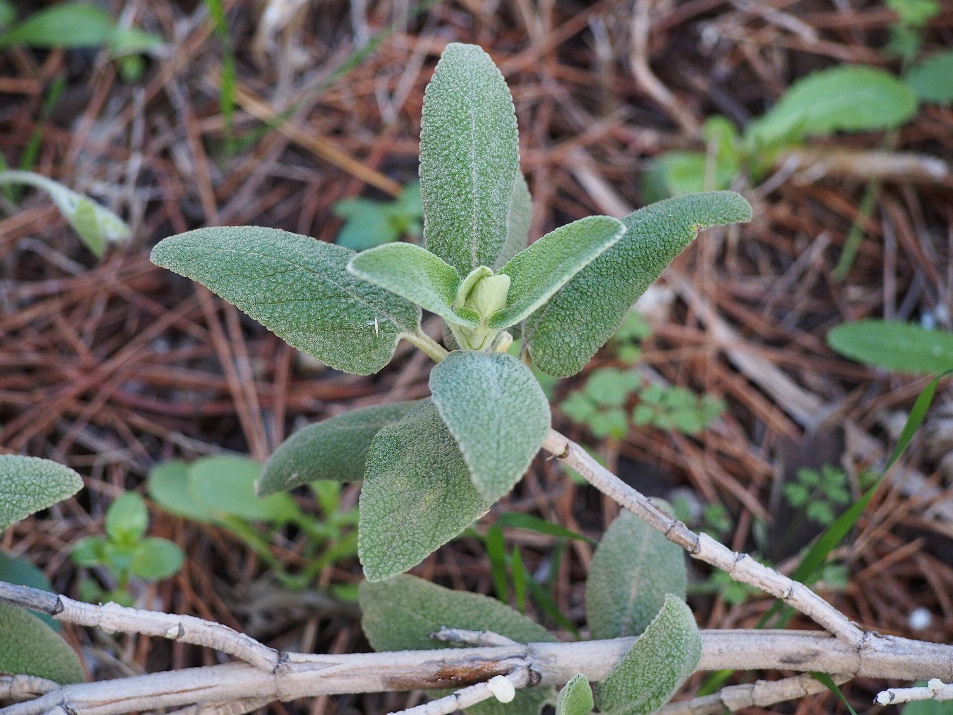 sage in a raised bed
