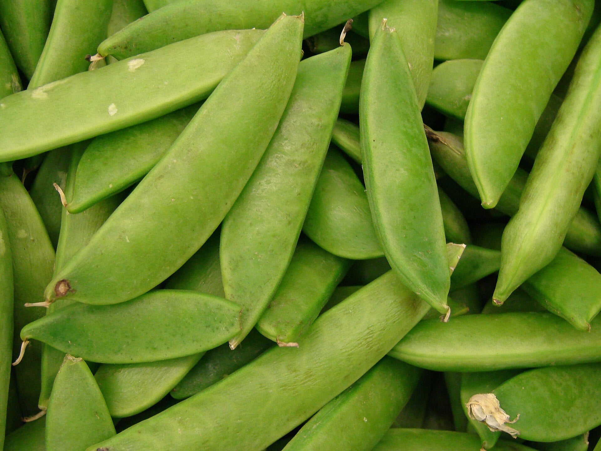 sugar snap peas in a raised bed