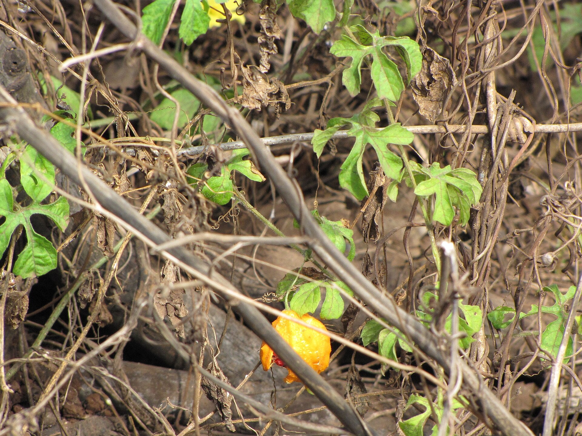 bitter melon in a raised bed