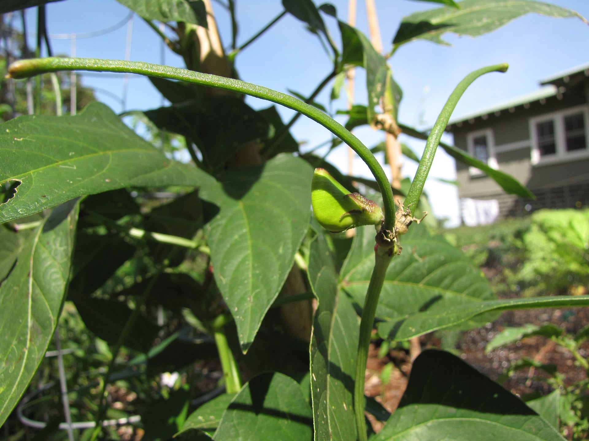 snake beans in a raised bed
