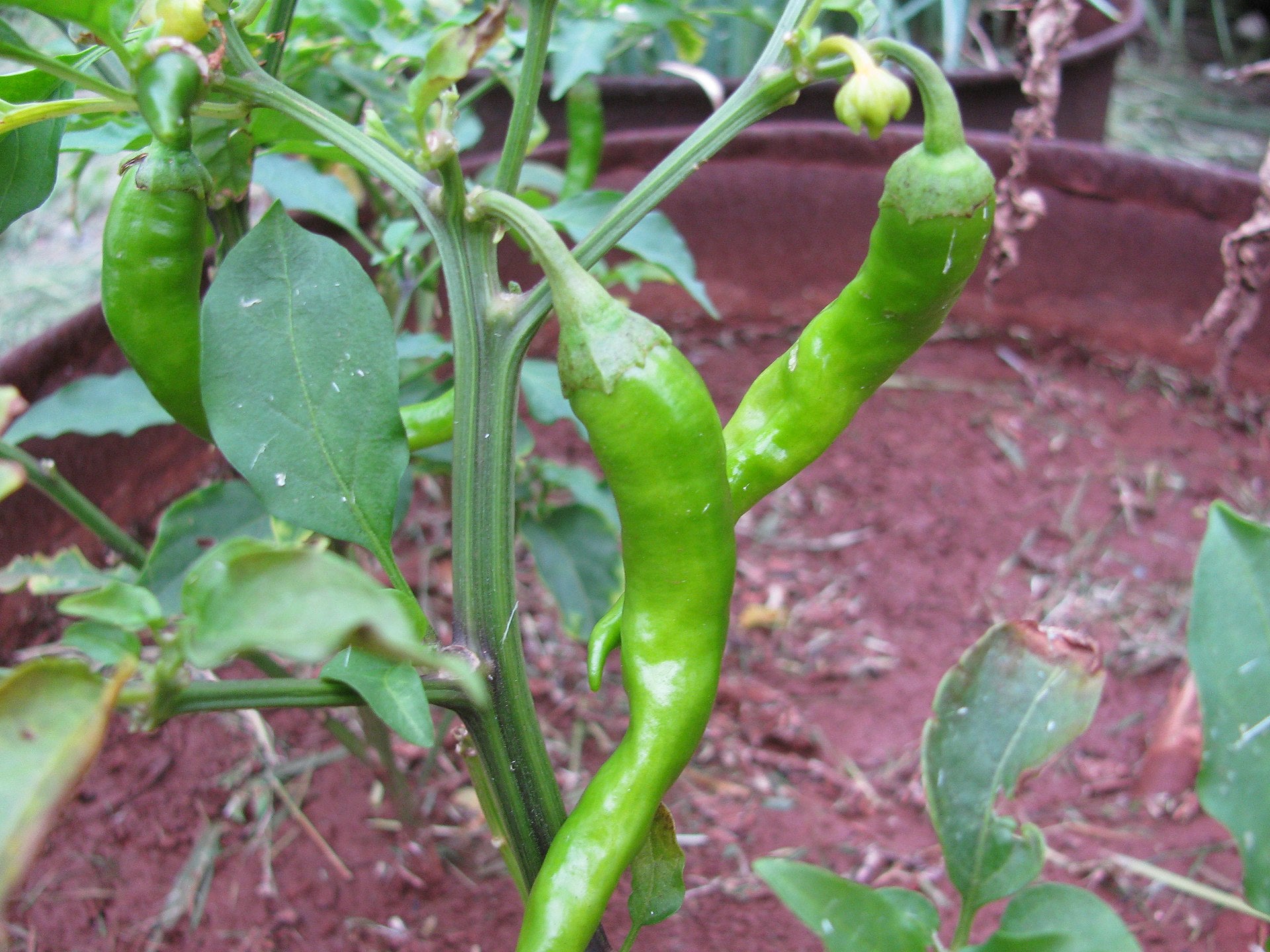 capsicum and chilli in a raised bed