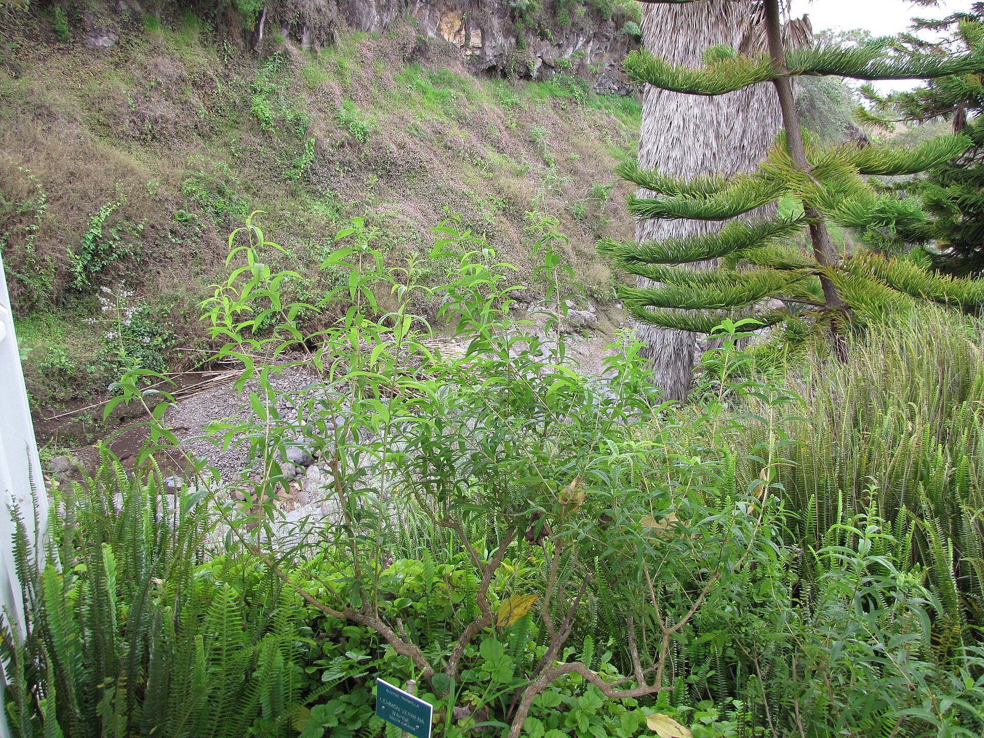 lemon verbena in a raised bed