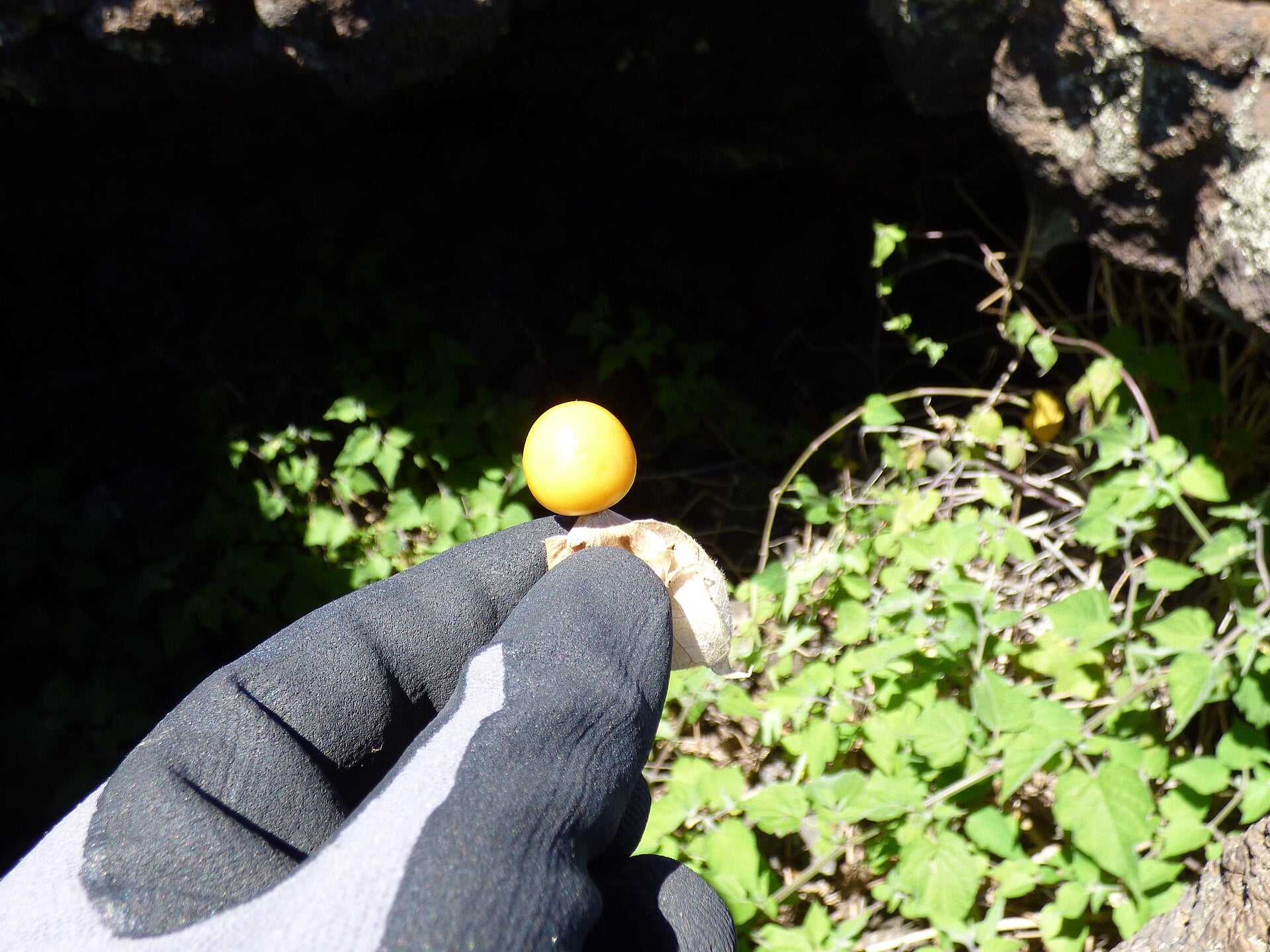 cape gooseberries in a raised bed