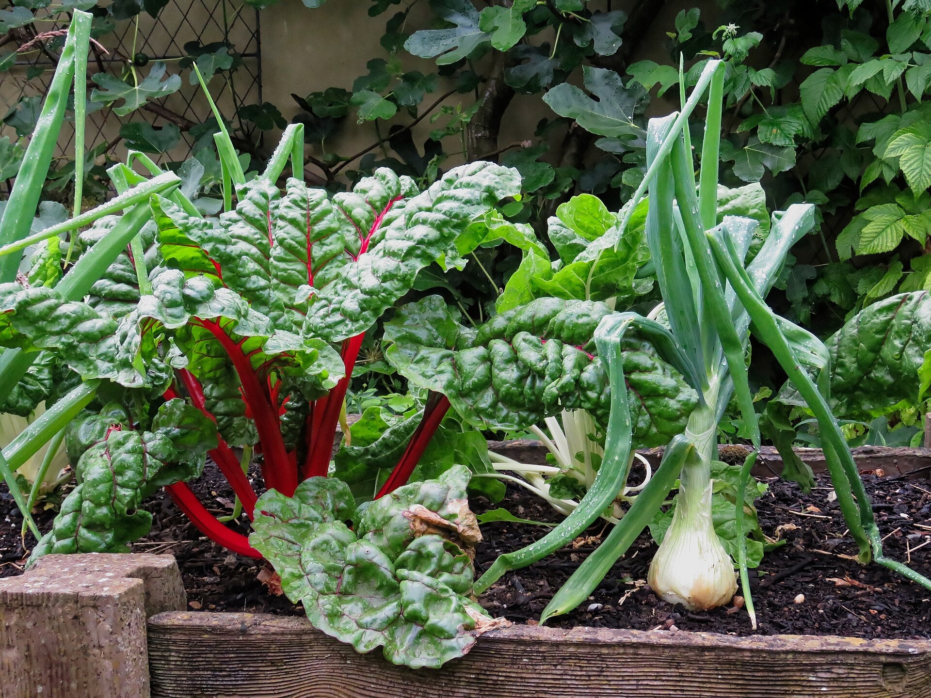 silverbeet in a raised bed
