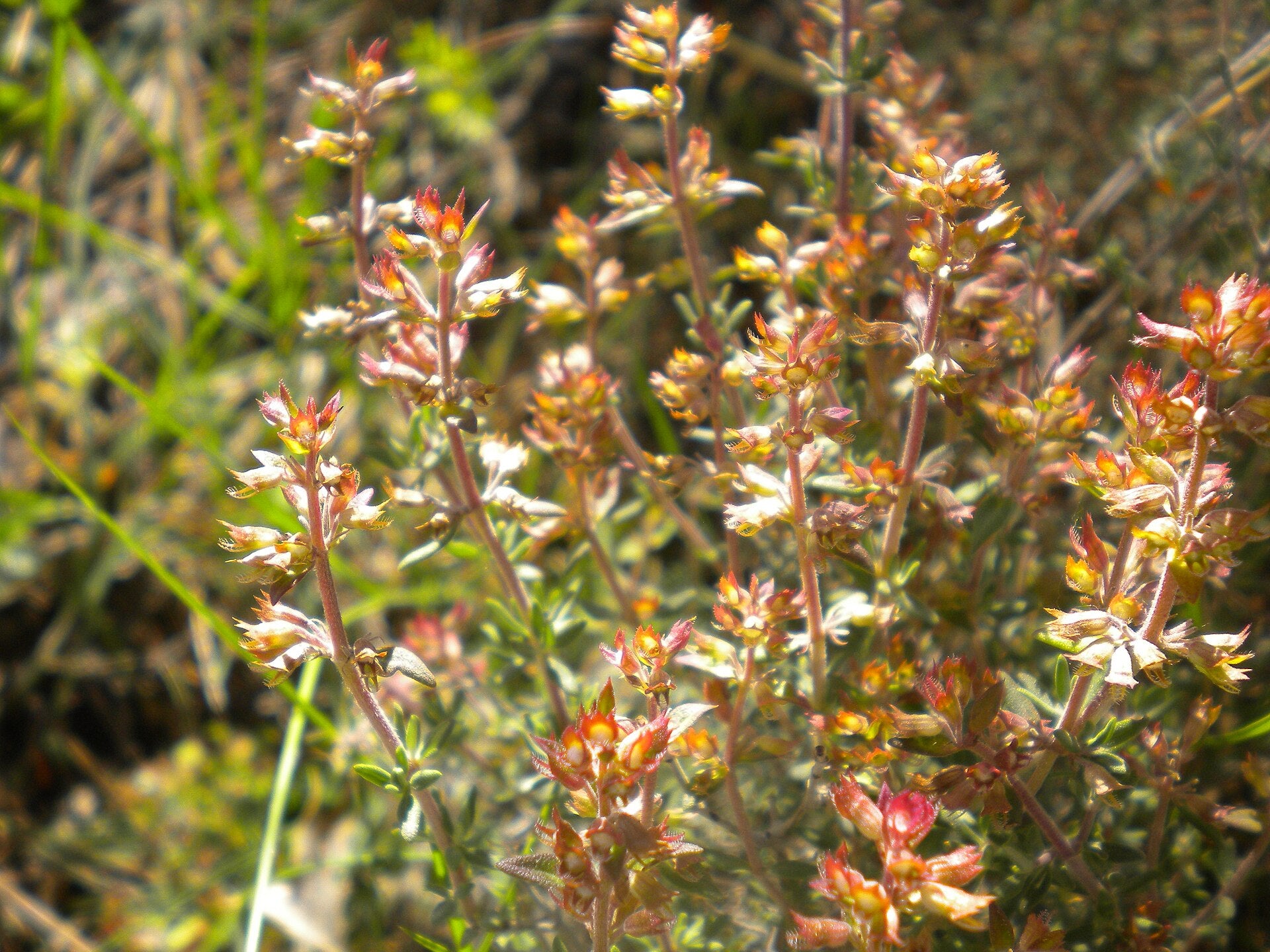 thyme in a raised bed