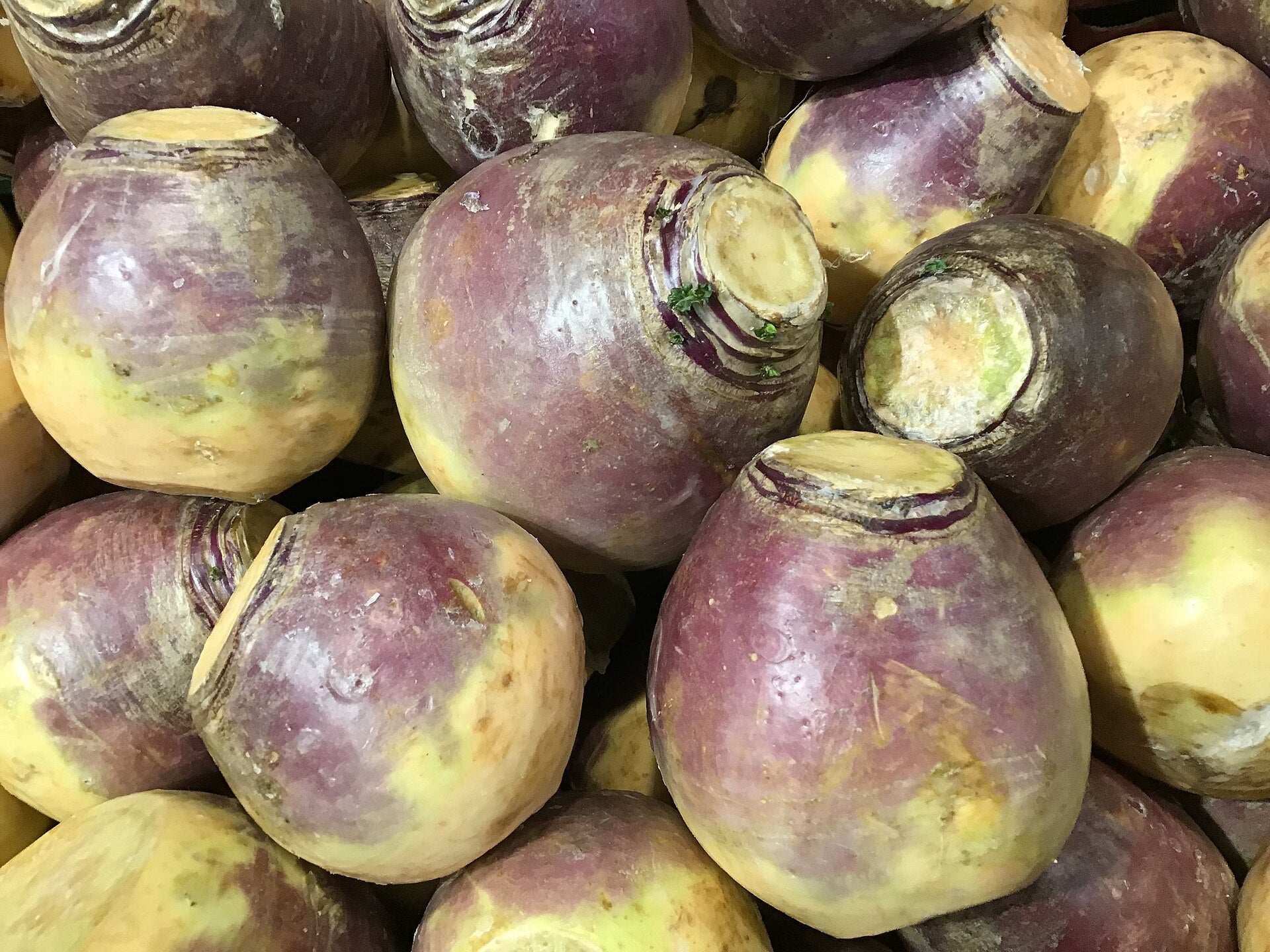 turnips in a raised bed