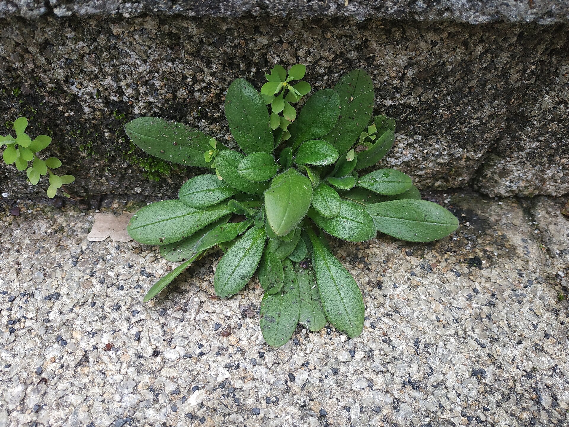 lamb's lettuce in a raised bed