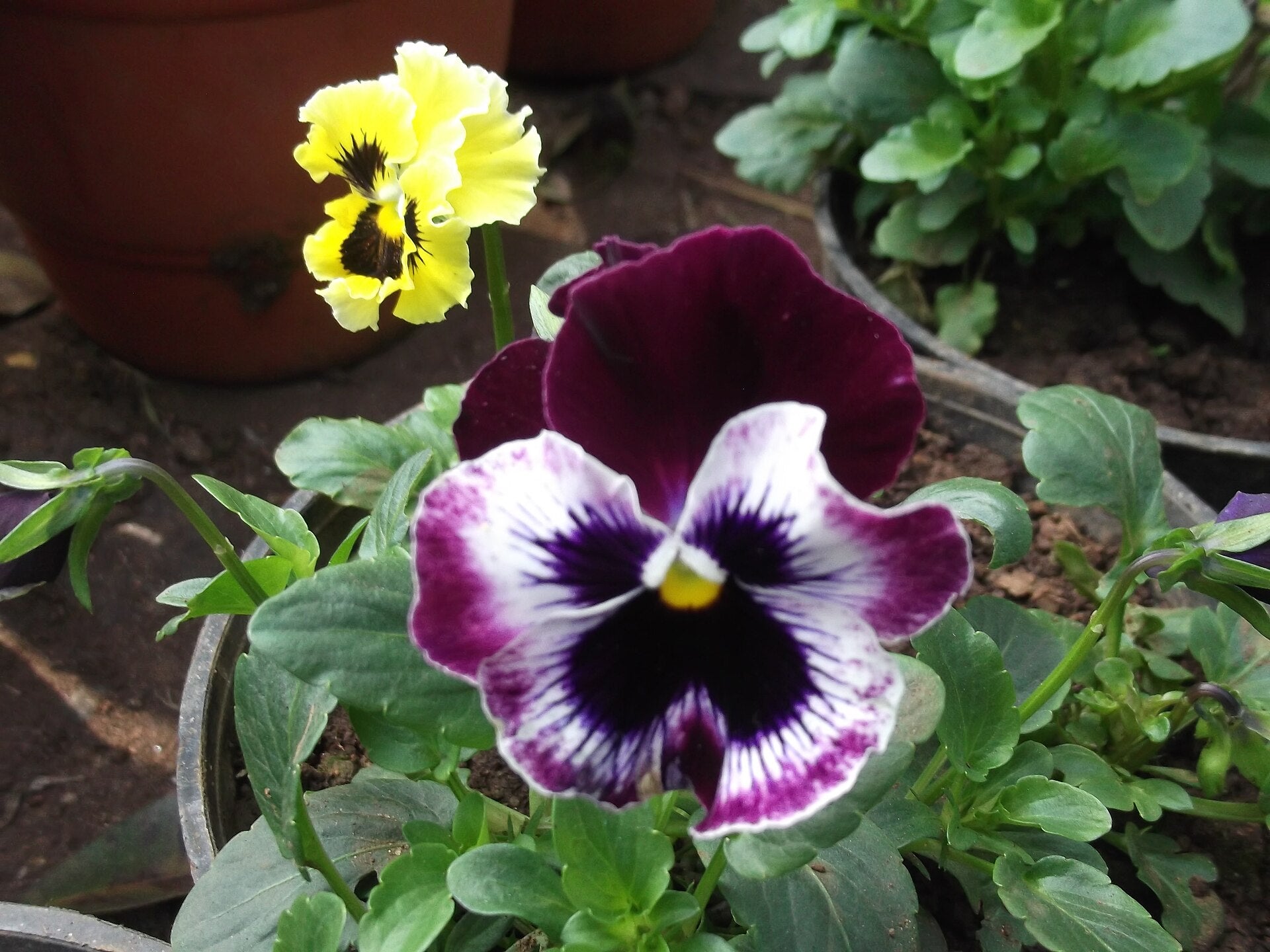 pansies and violas in a raised bed