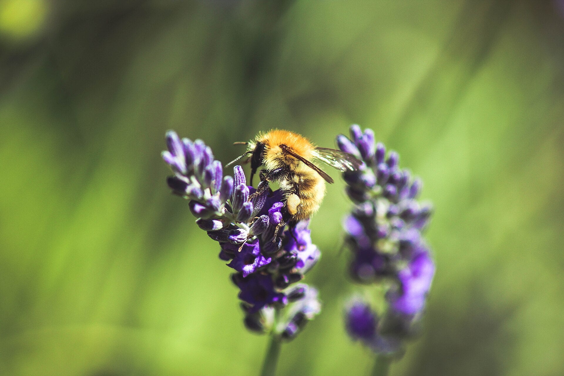 lavender in a raised bed