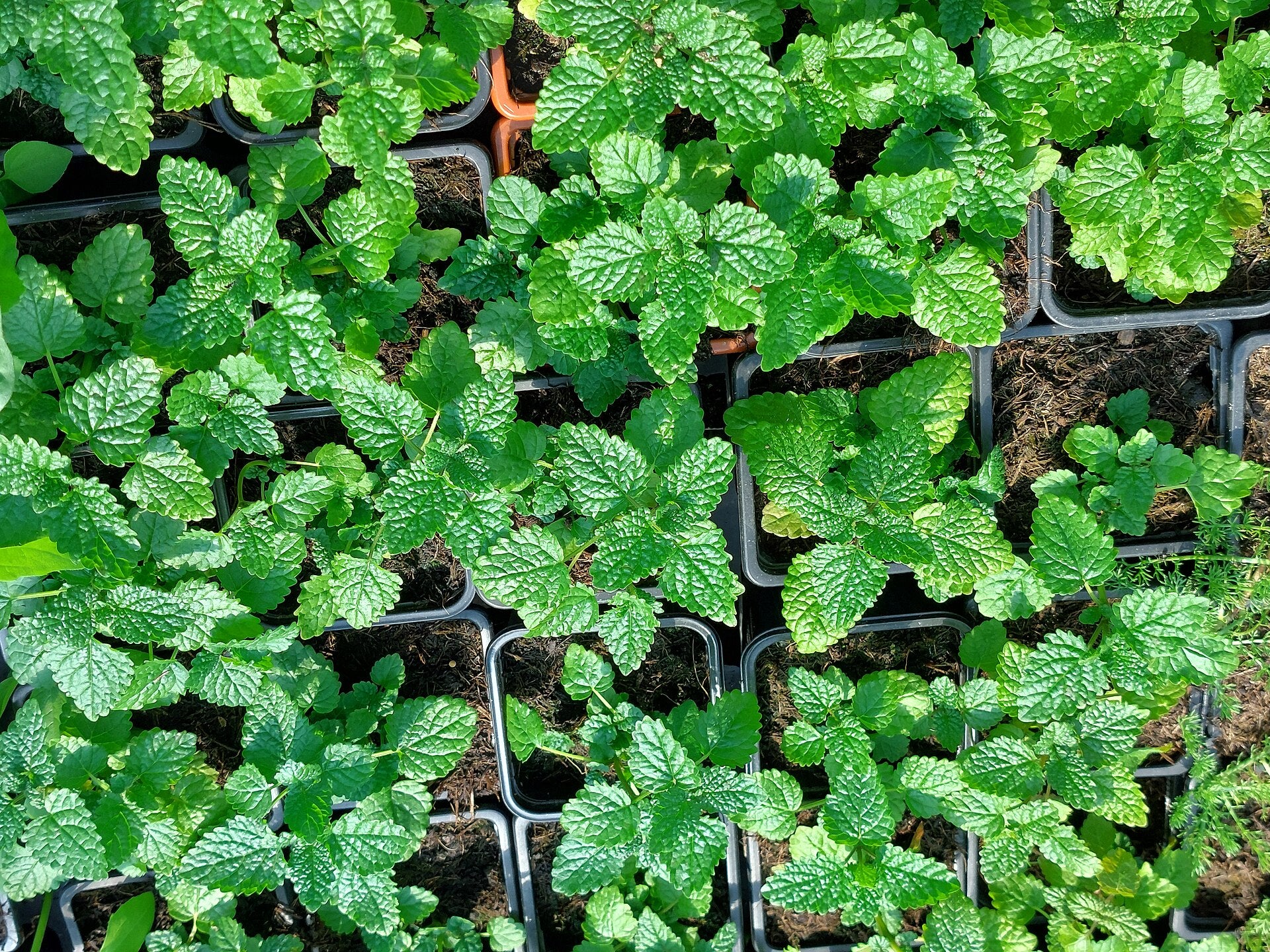 lemon balm in a raised bed