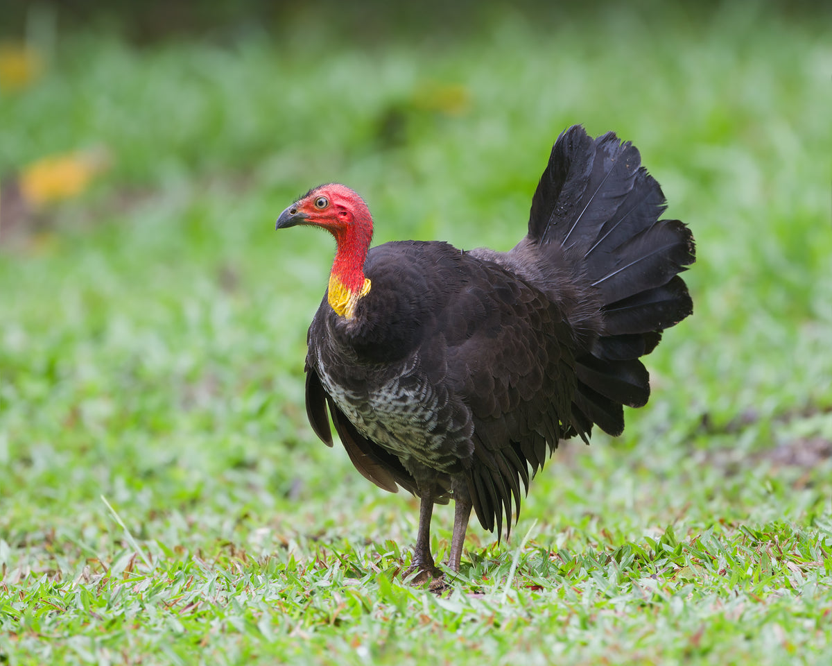 An Australian brush turkey with its red head and yellow wattle, standing on grass
