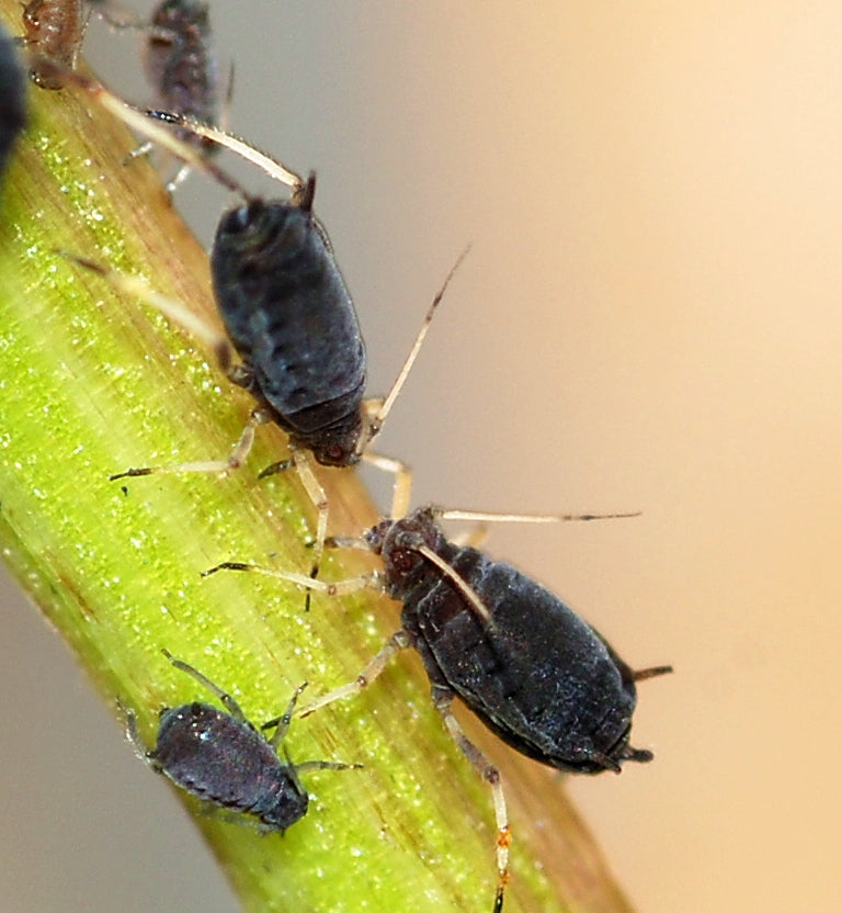 Aphids clustered on a plant stem