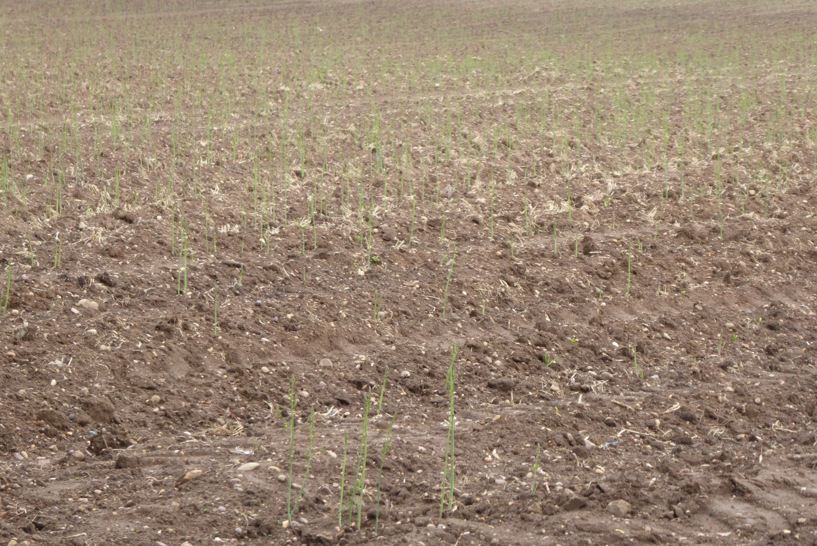 asparagus in a raised bed