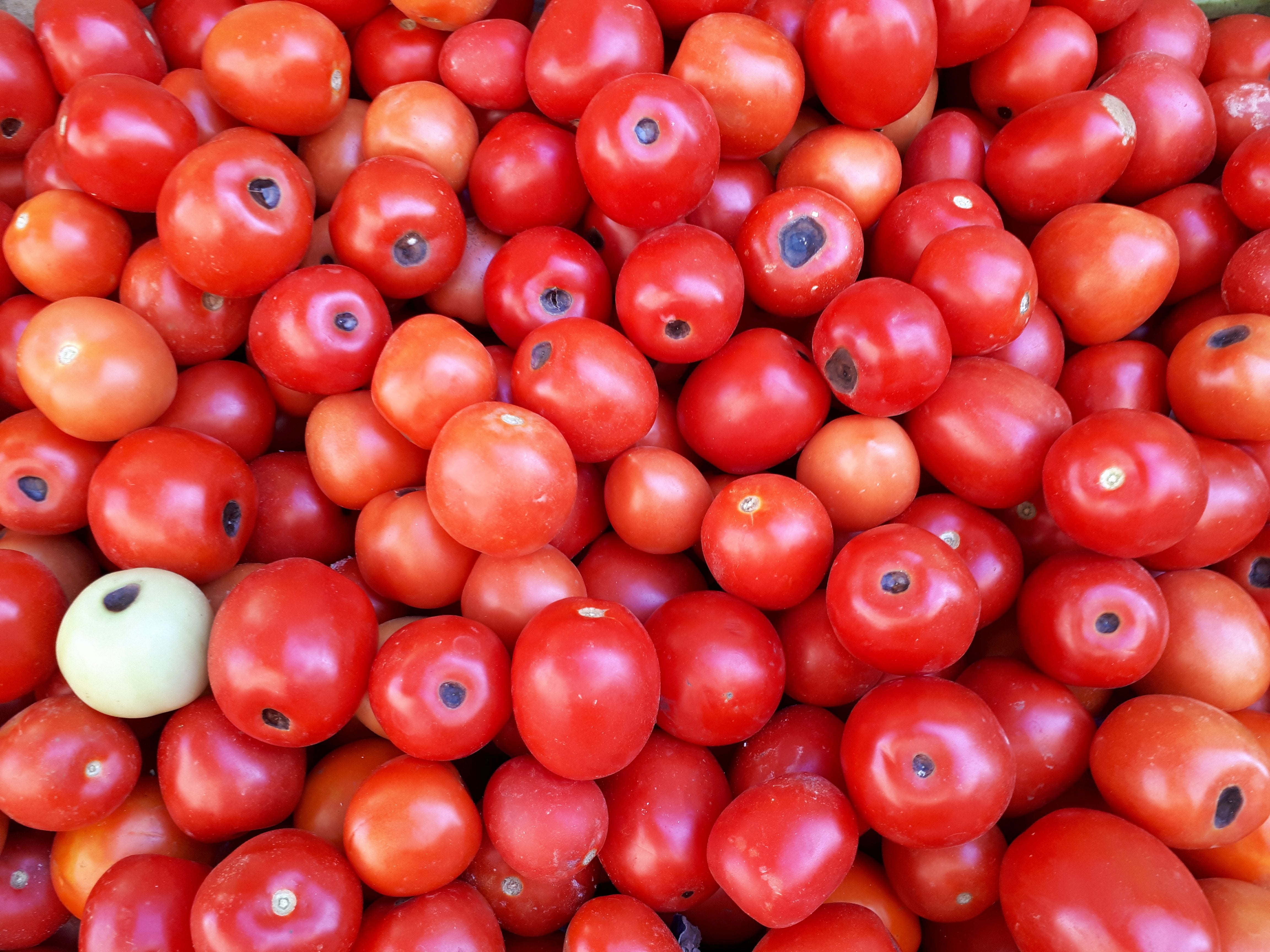 Tomatoes with blossom-end rot