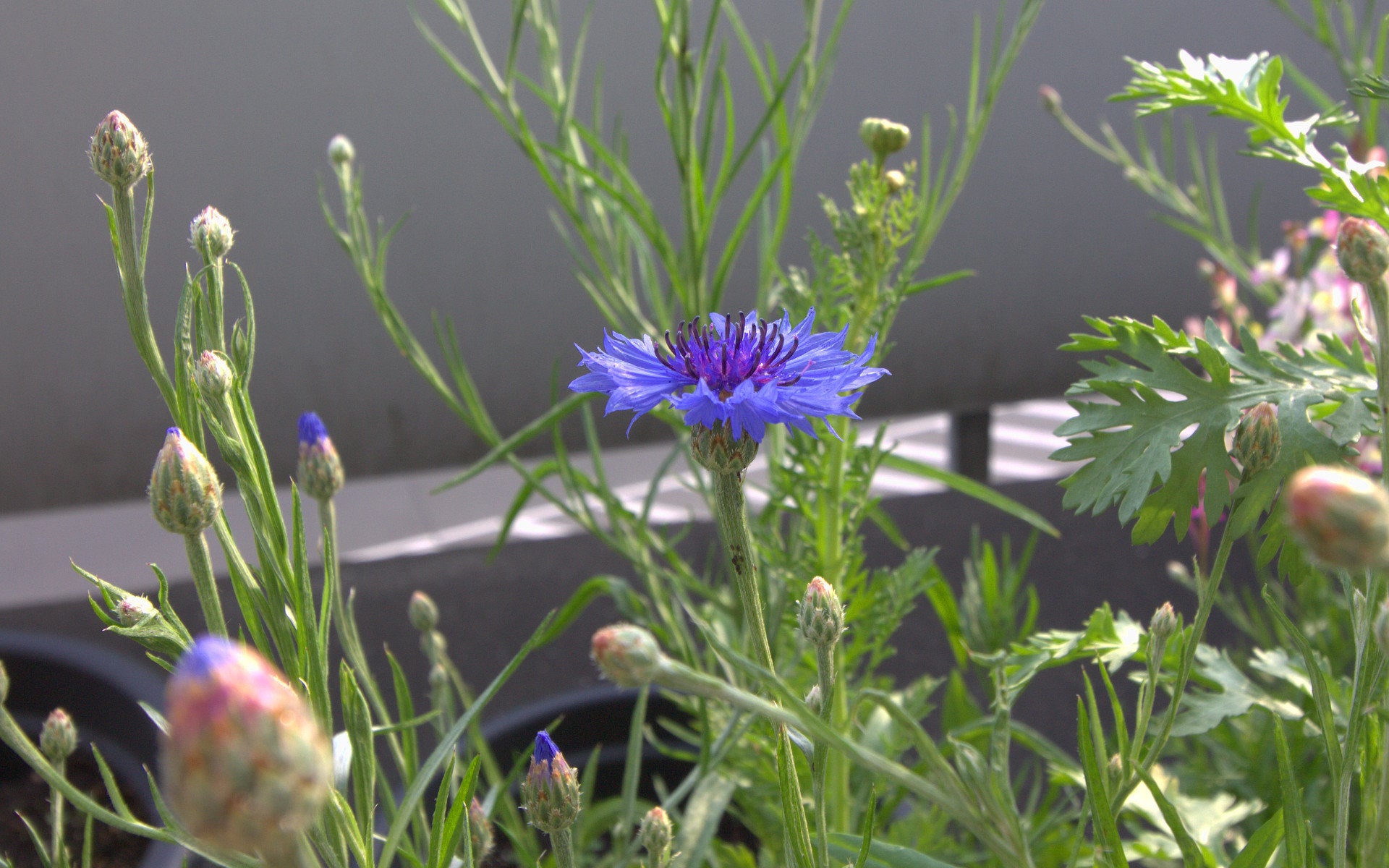 cornflowers in a raised bed