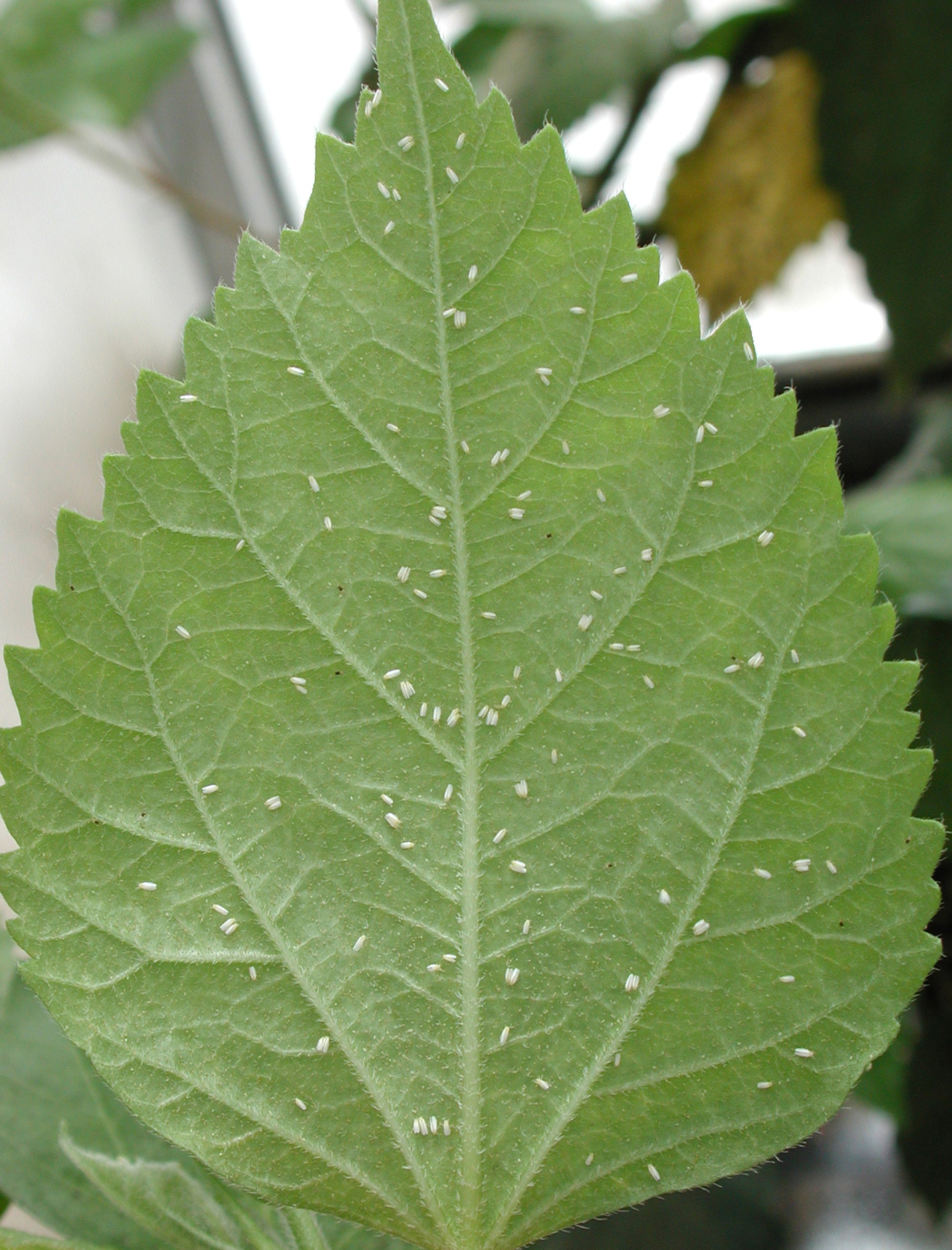 Silverleaf whiteflies on the underside of a leaf
