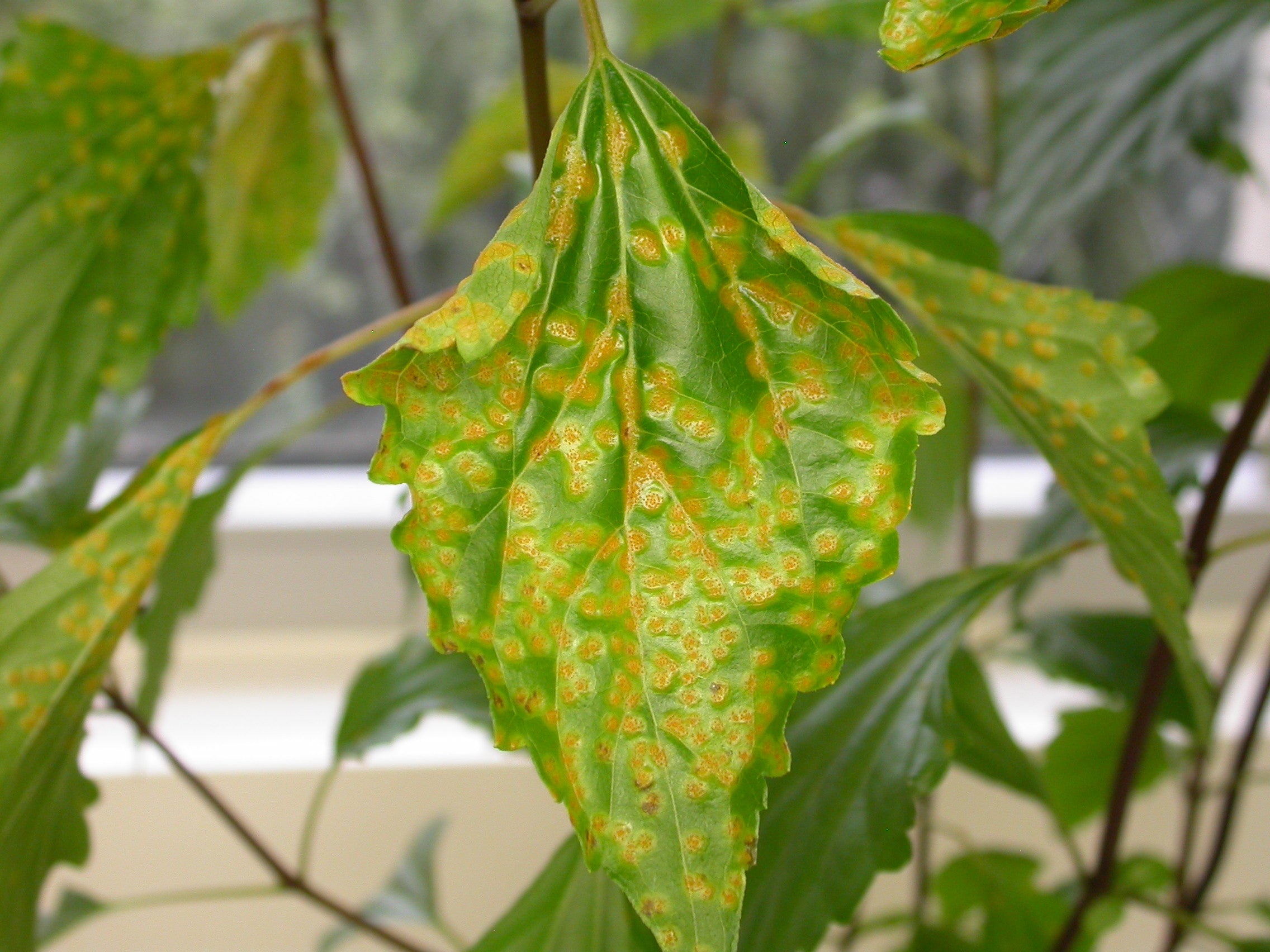 Orange rust pustules on a leaf