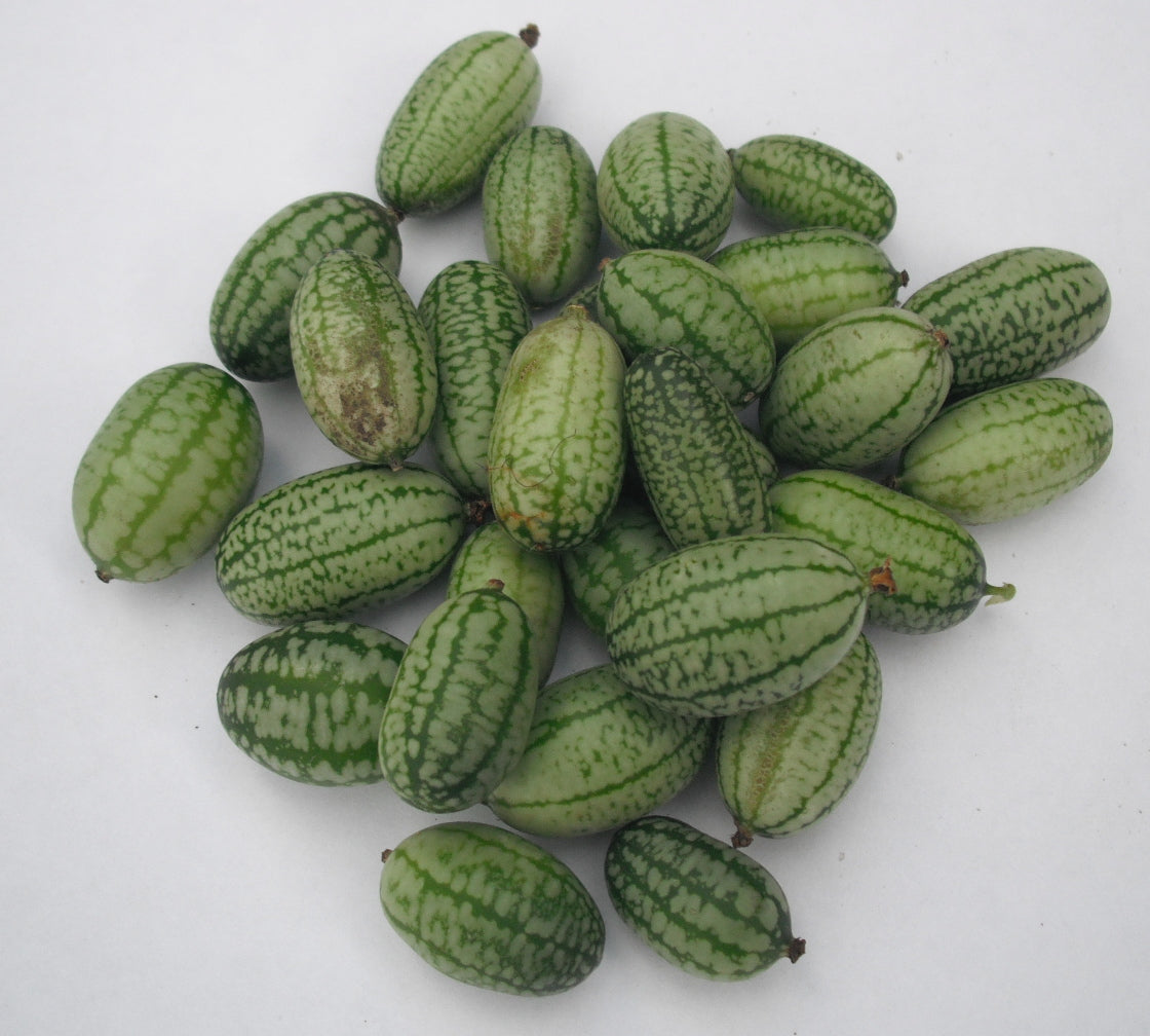 cucamelons in a raised bed