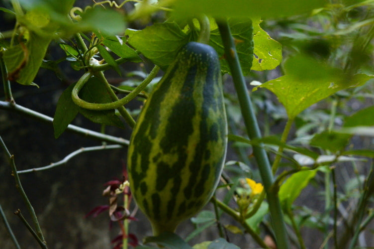cucumbers in a raised bed