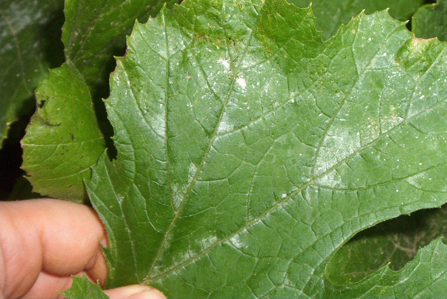 Powdery mildew on a zucchini leaf