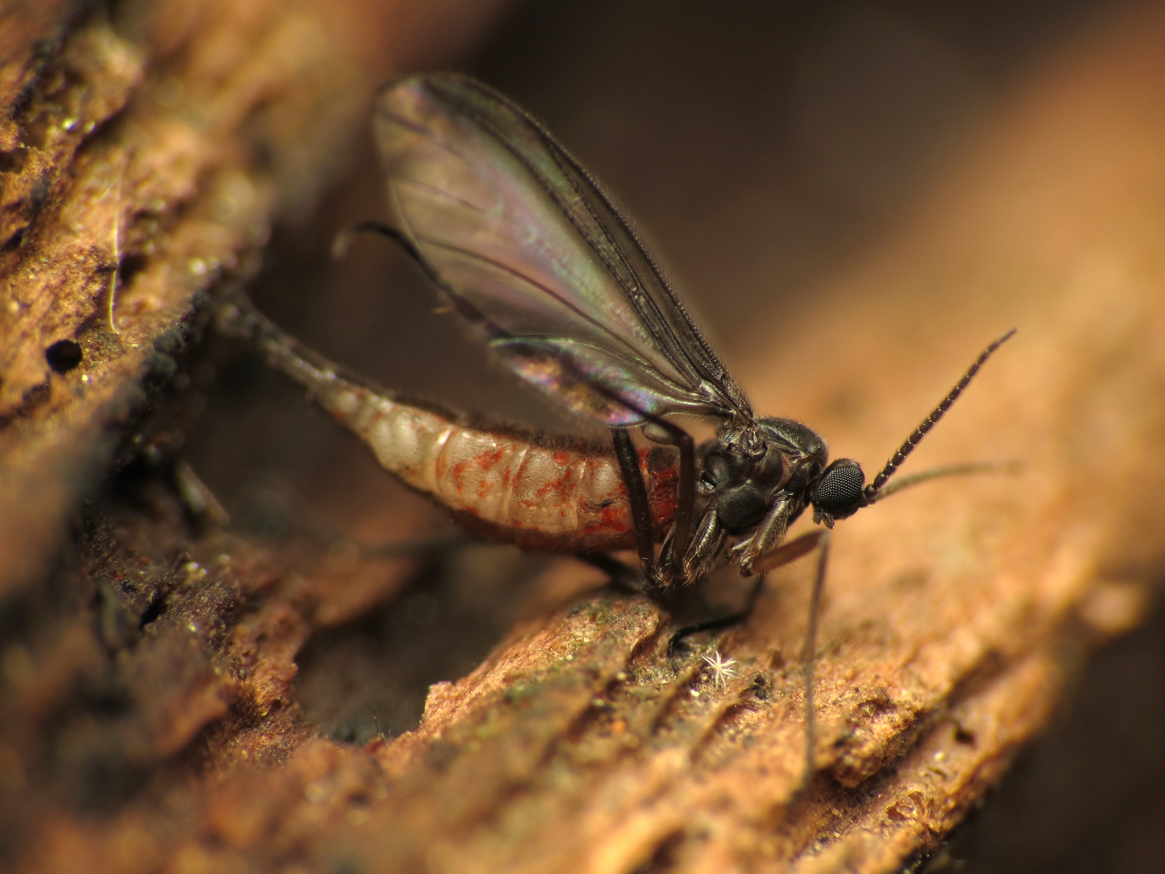 A dark-winged fungus gnat