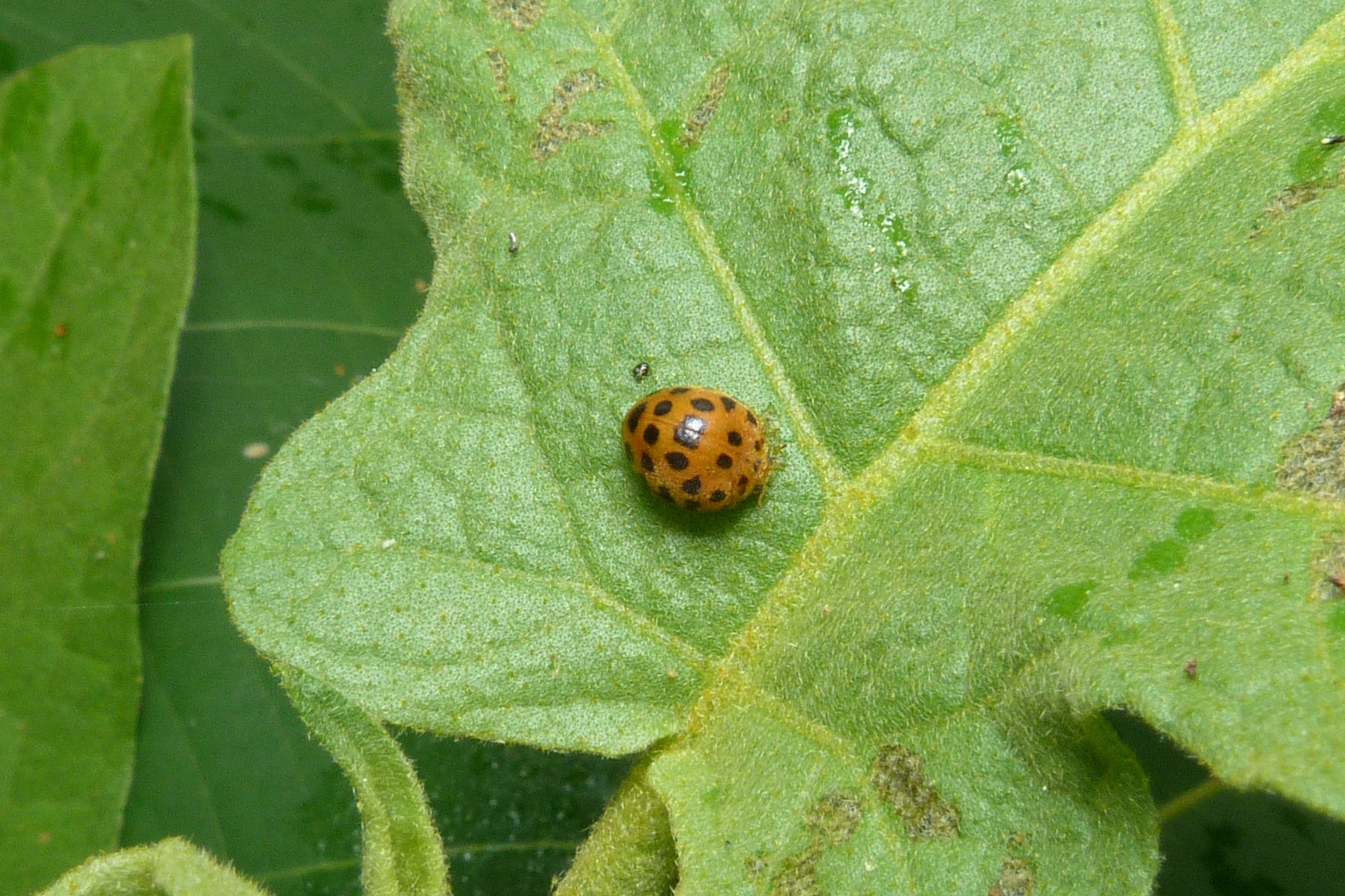 A 28-spotted (leaf-eating) ladybird